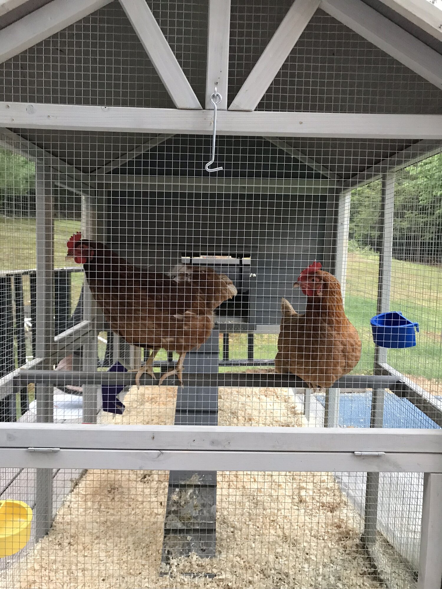 Ruby & Mabel roosting
