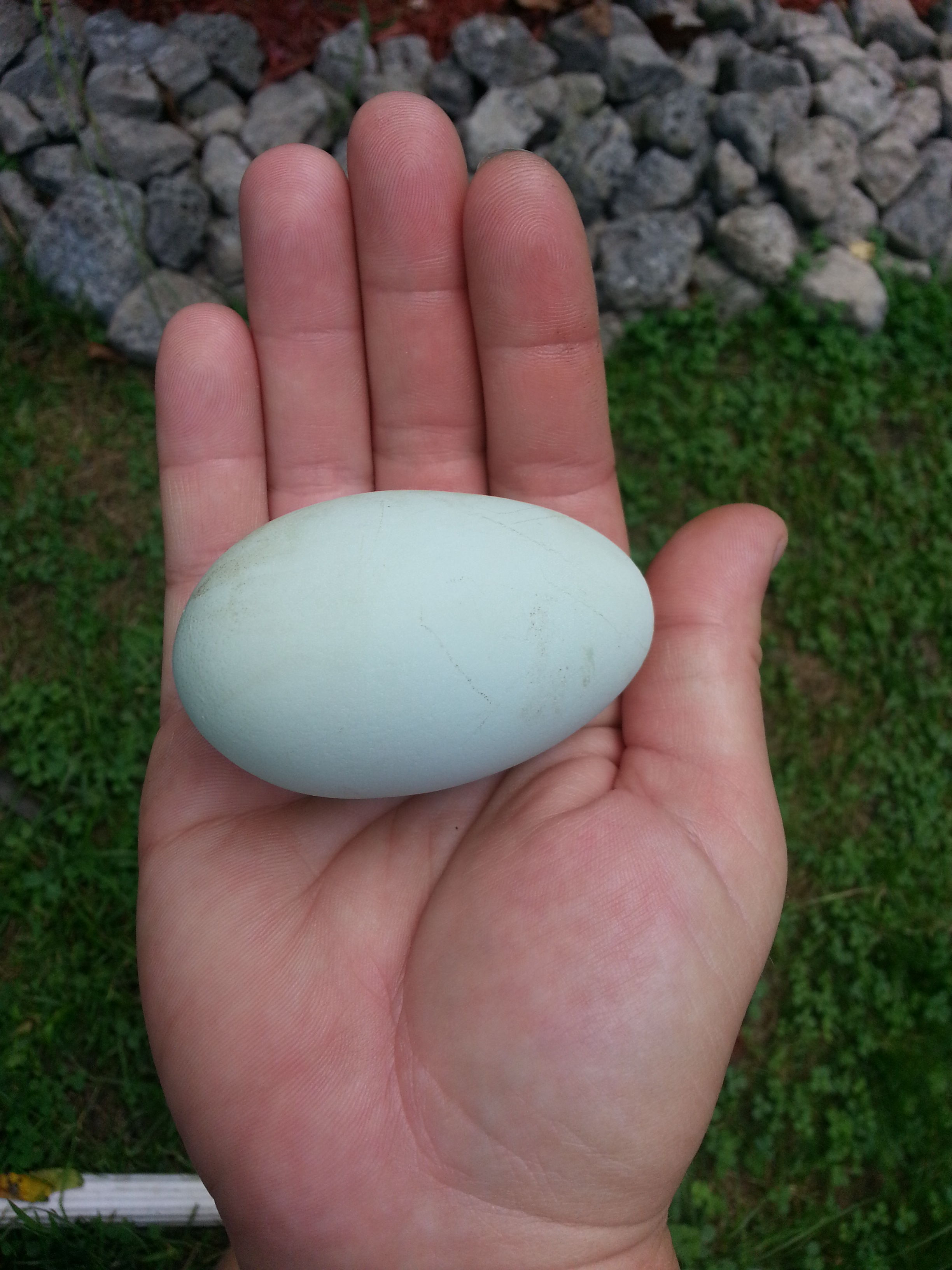 Ruby or Crybabys first egg! So excited about the color and a double yoker!
8/23/13
