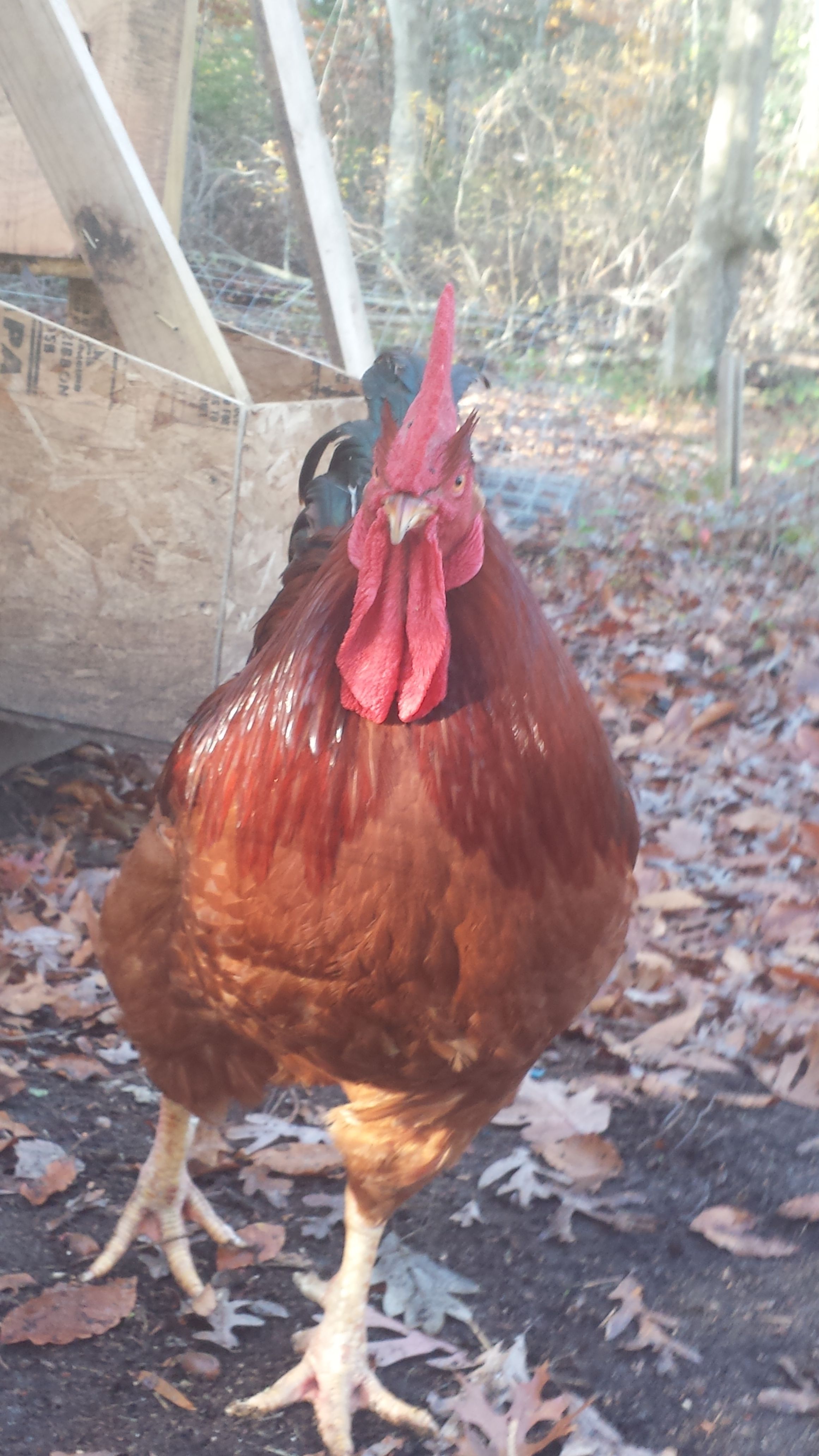 Ruby, our big man on campus