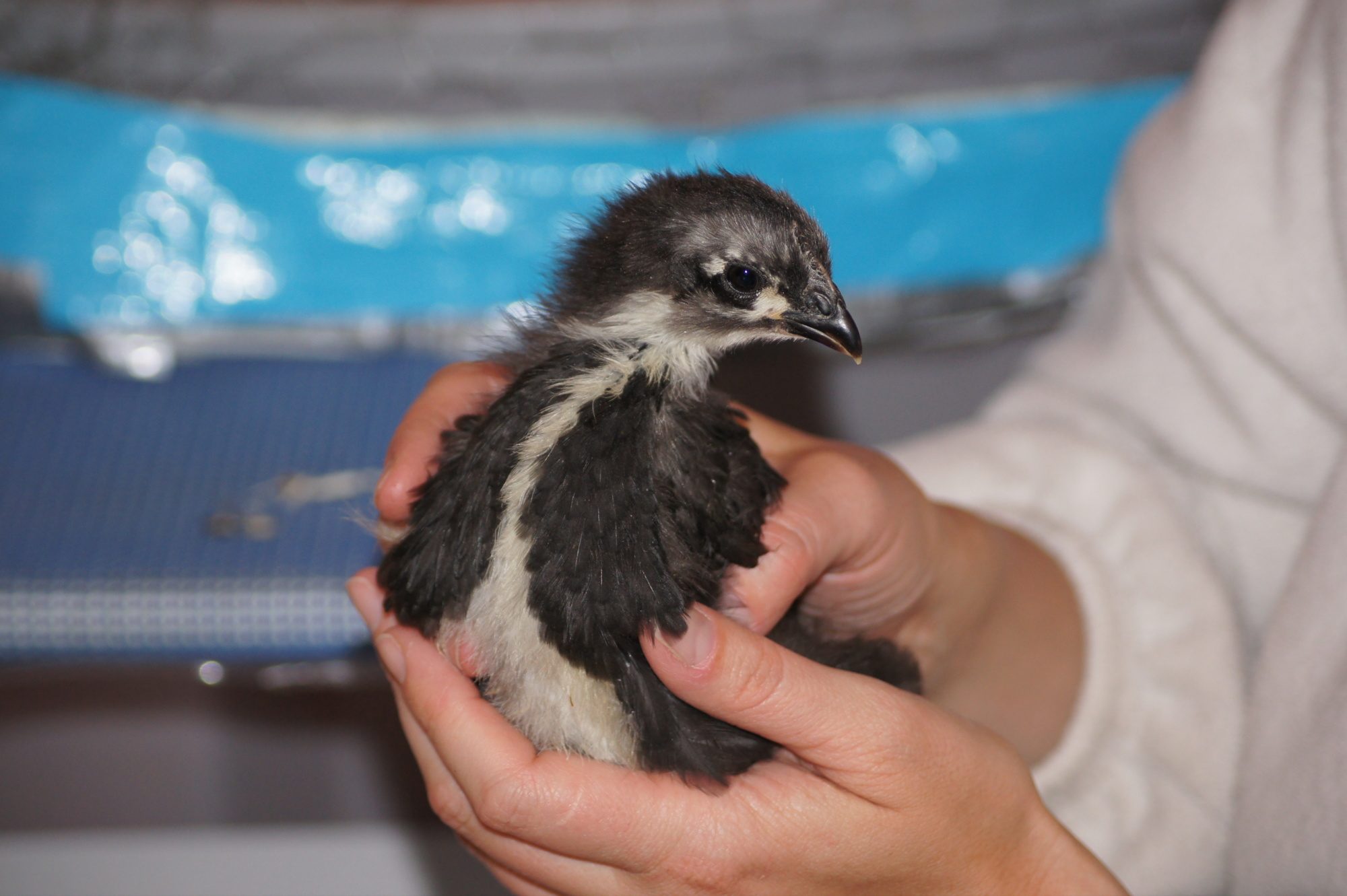 Ruby our Black Austroup
my most nervous and flighty chick