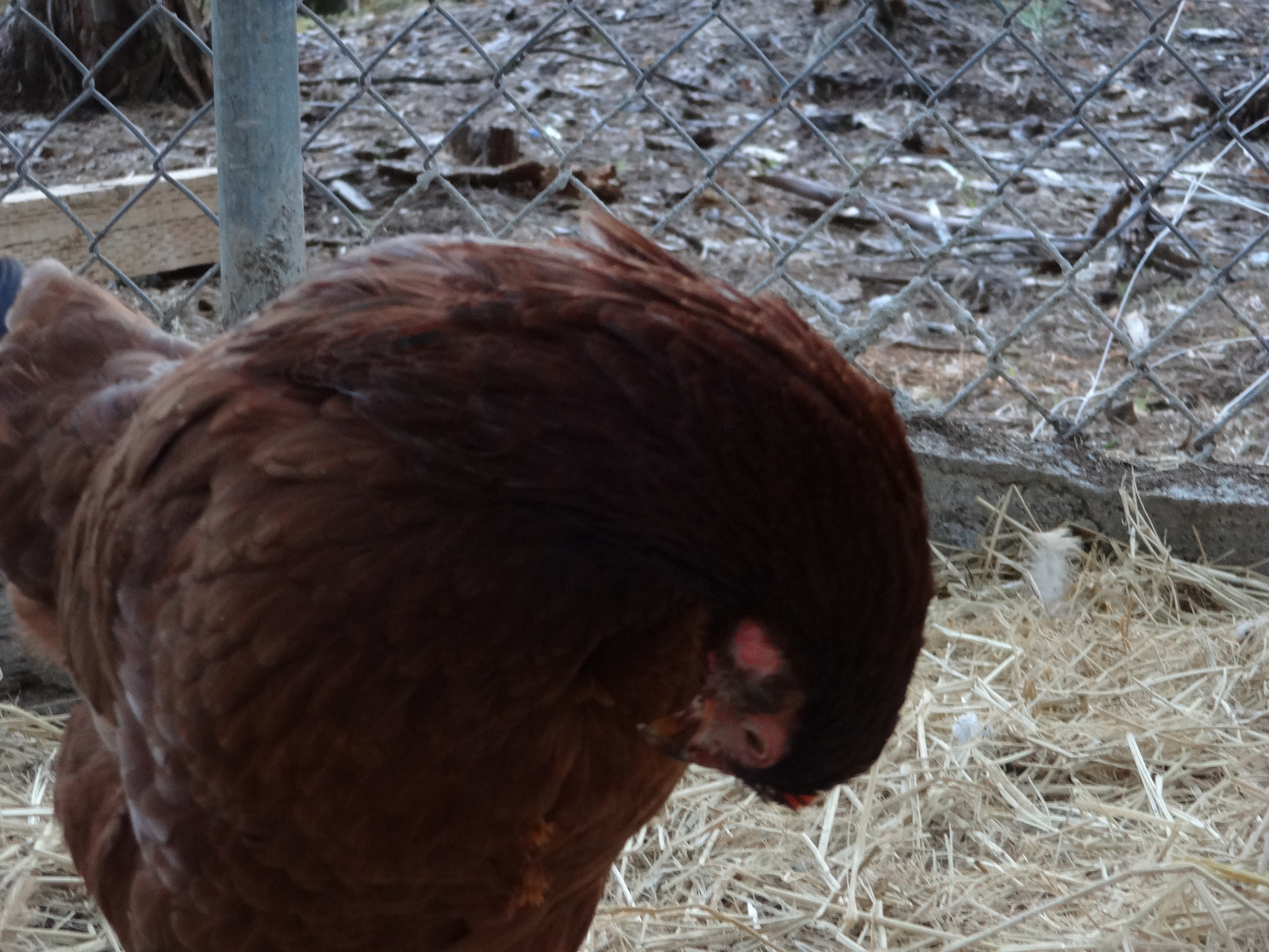 Ruby preening some dirt out of her feathers after getting carried away while dust-bathing.
