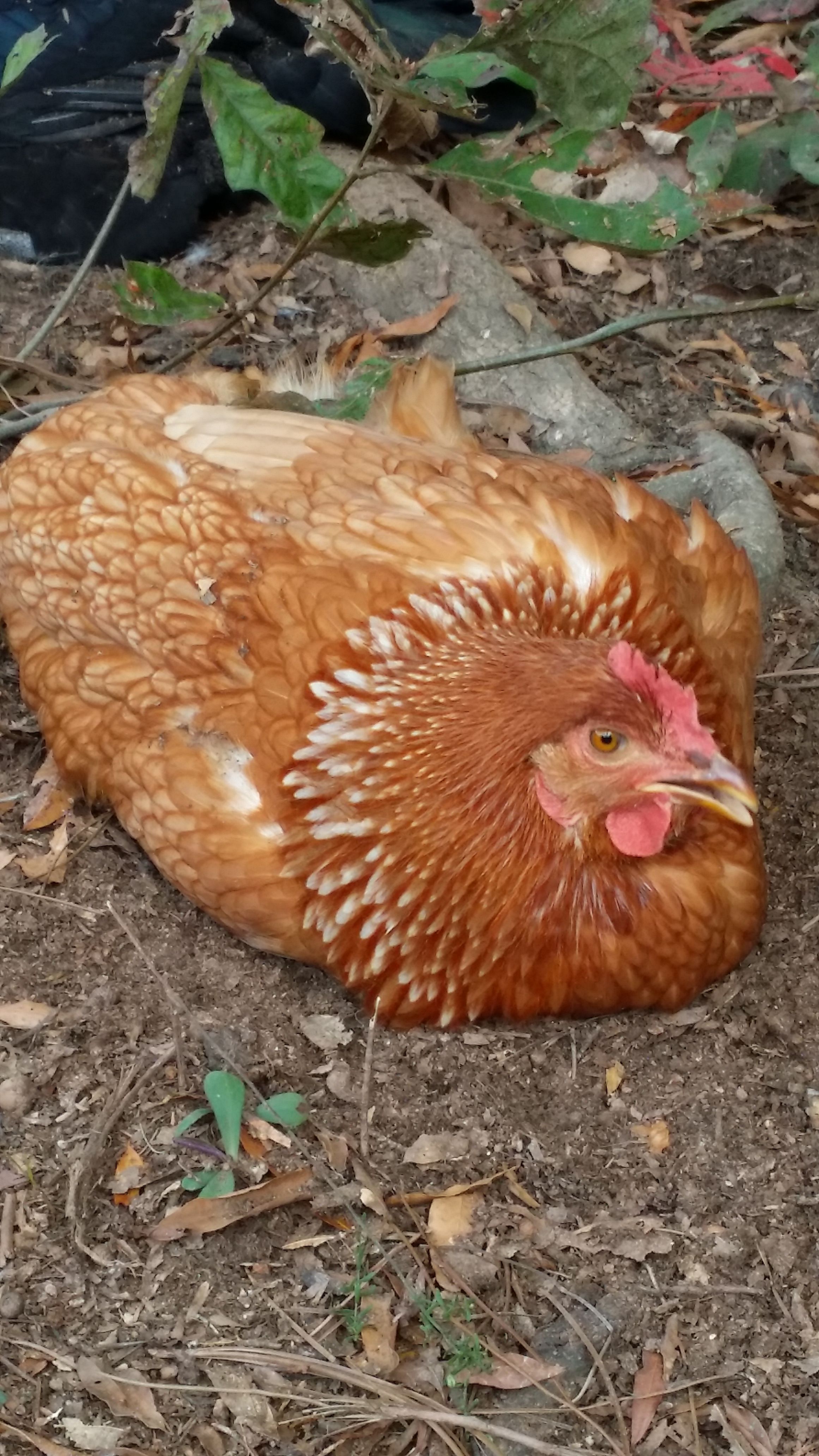 Ruby - Red Star from Murray McMurray Hatchery. She laid her first egg about an hour before at 21 weeks old.