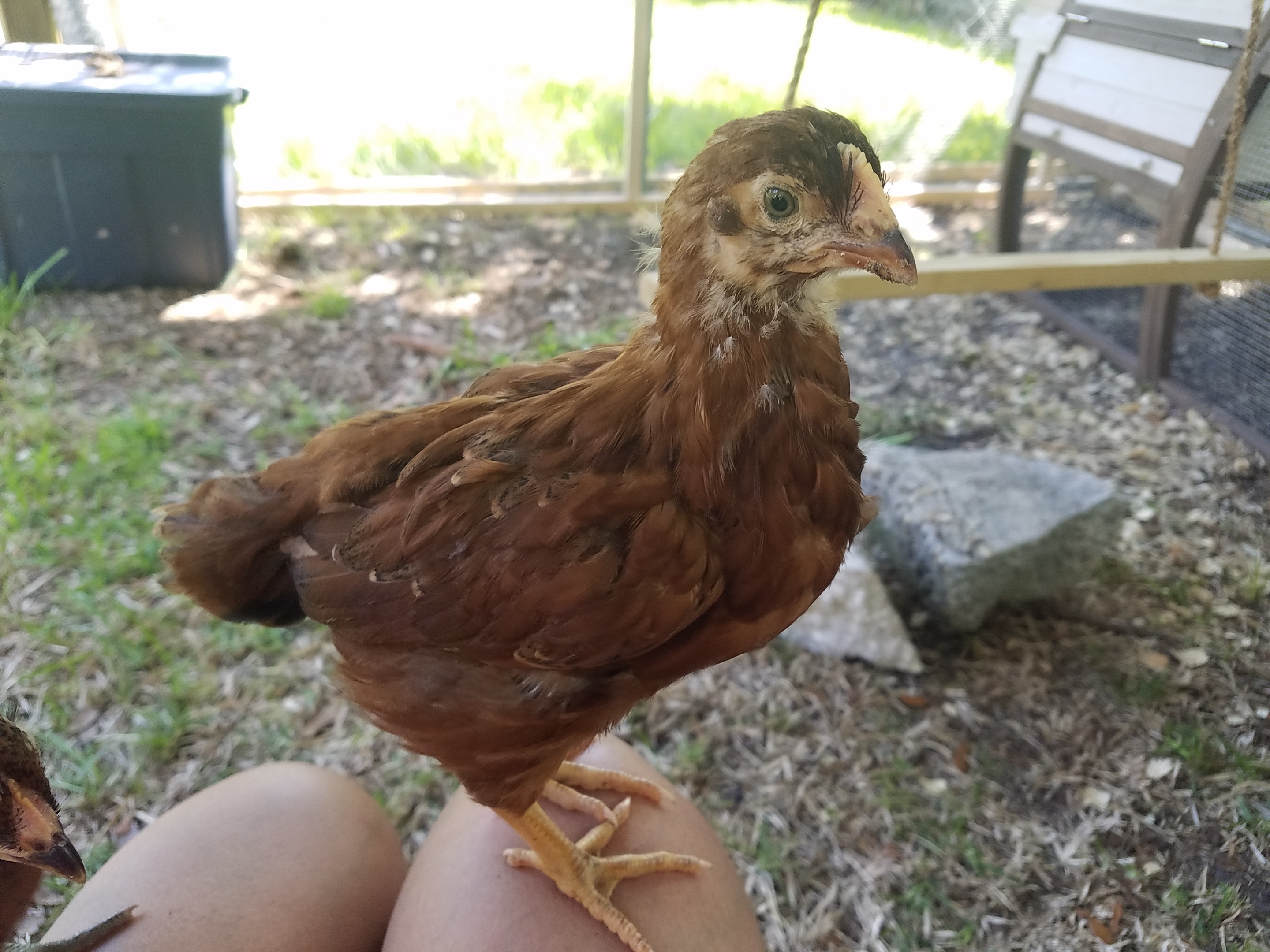 Ruby - Rhode Island Red