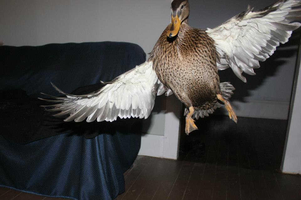Ruby Sue showin' off her wings
