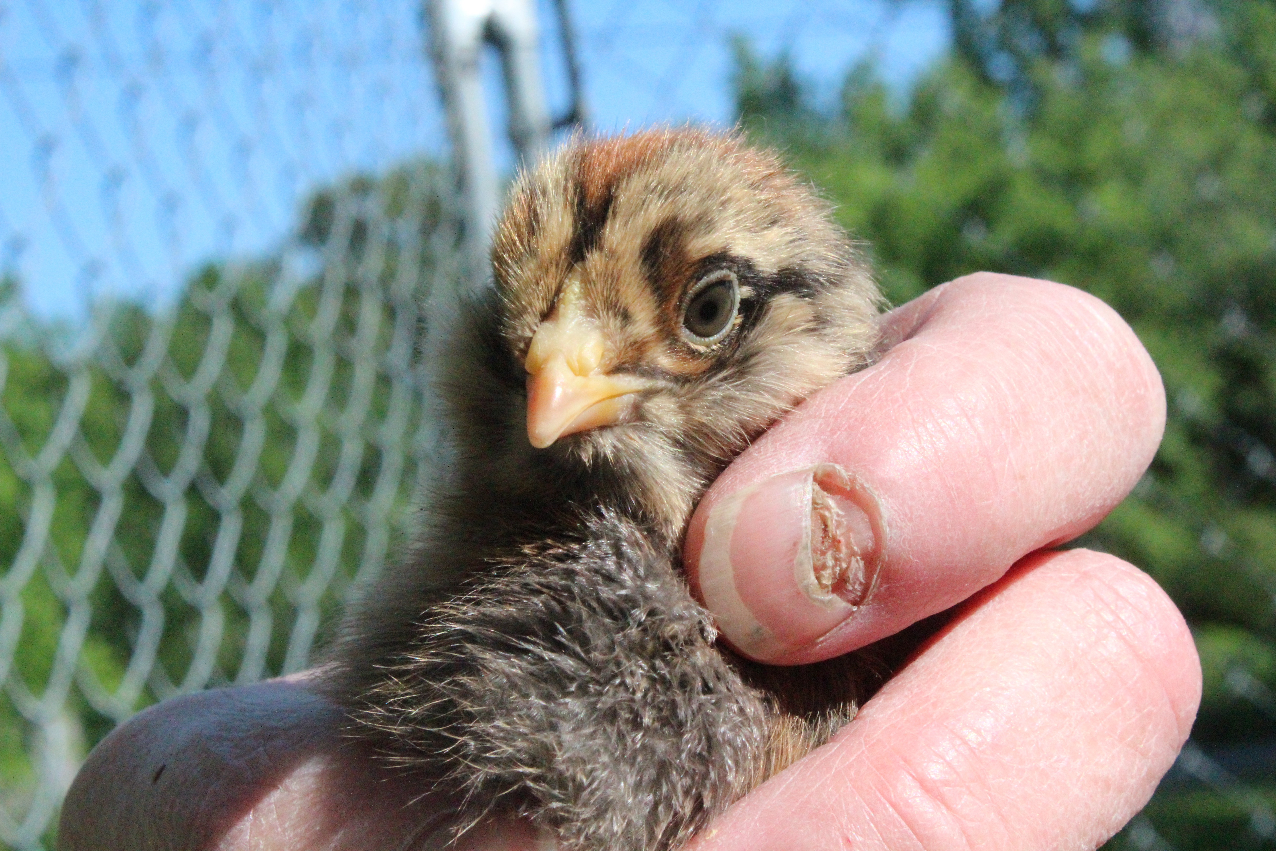 Ruby, The Americauna