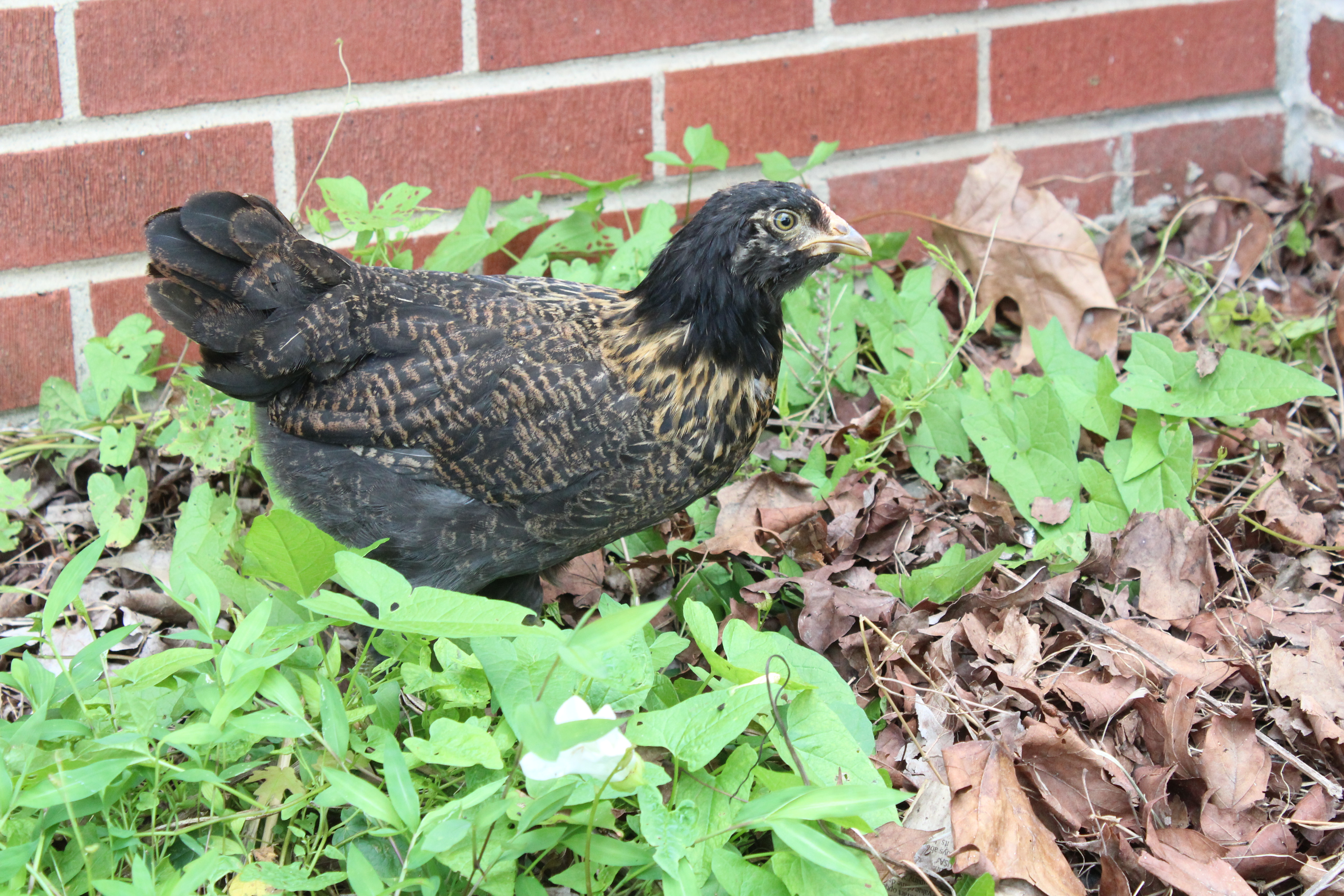 Ruby, the Americauna