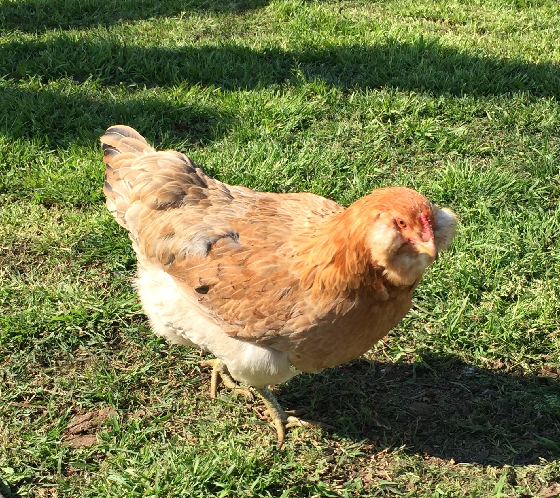 Ruby the EE