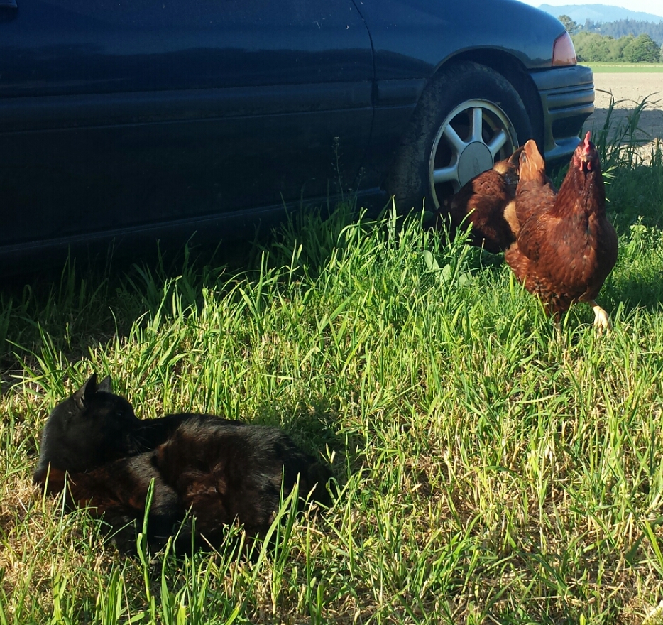 Ruby the Rhode Island Red and Bagheera our polydactyl cat