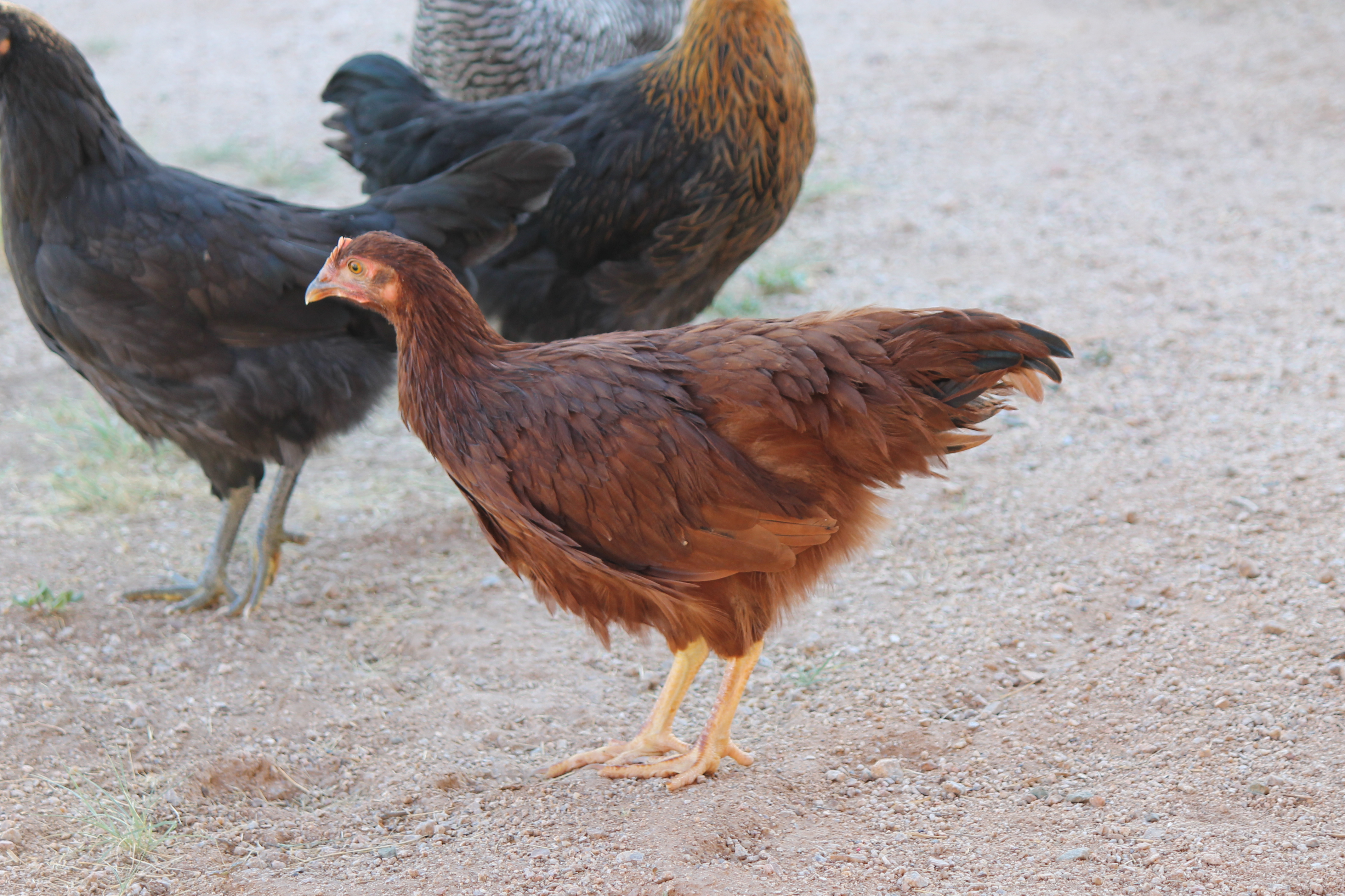 Ruby up front, Yami to the right and Snickers in the back