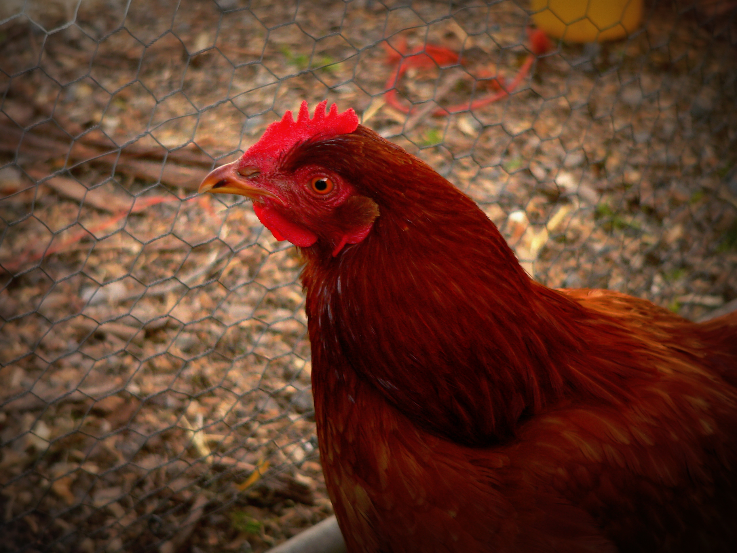 Ruby