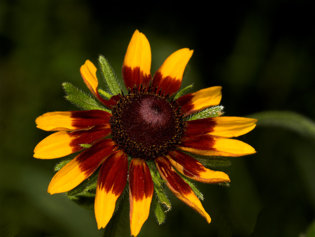 Rudbeckia_U7064624_07-06-2020-001.jpg