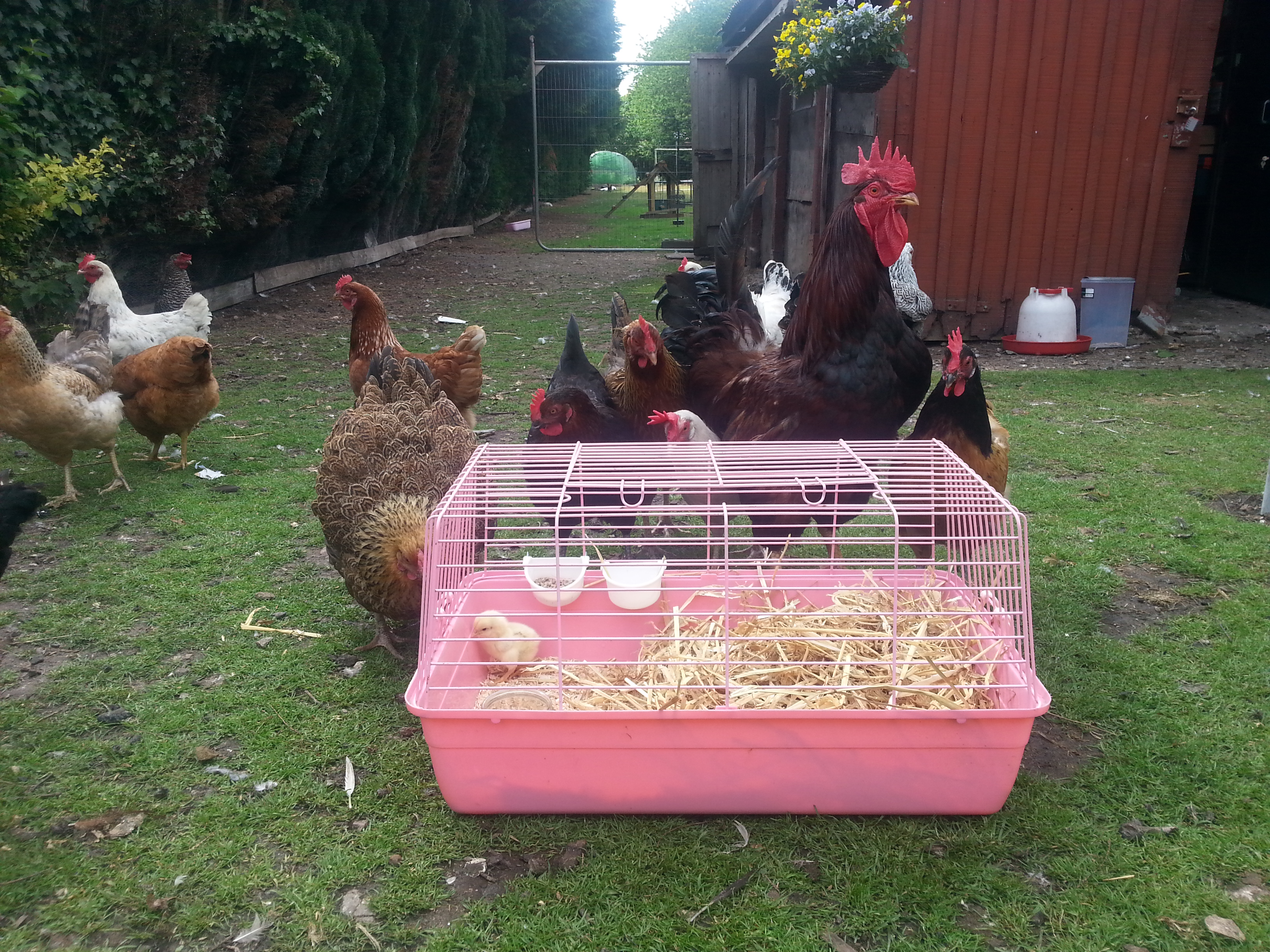 Rudy & co checking out the new arrival