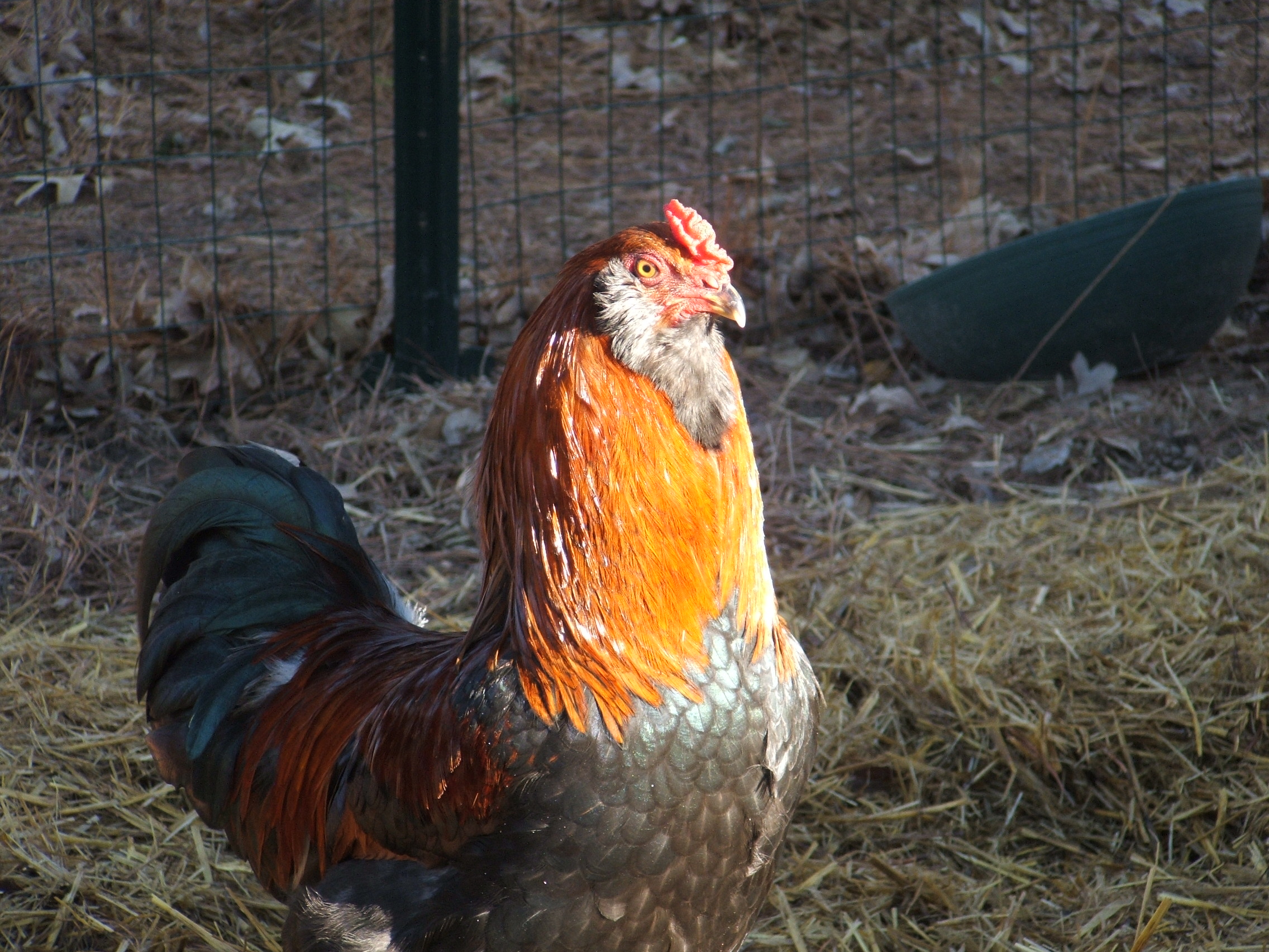 Rudy; EE for the layers in 2013, no longer a resident.