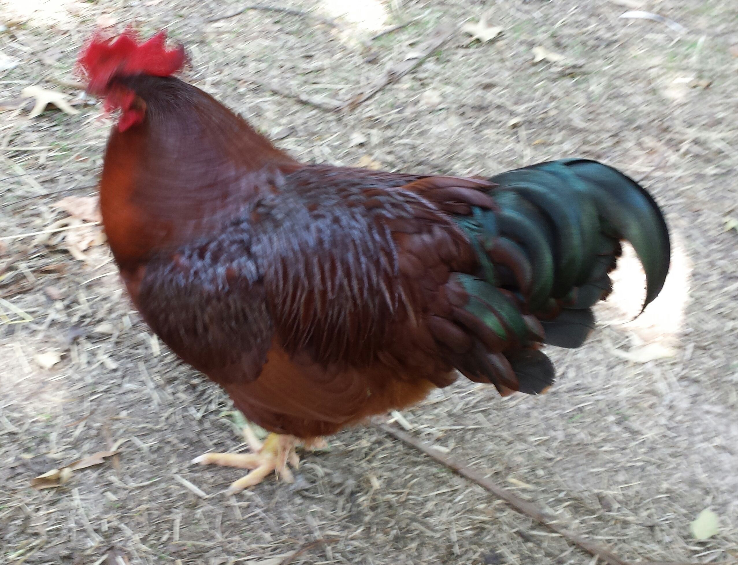Rudy, our 6 mo.RI.R. , appropriately named.
He is wildly hormonal and will sneak up on me 
from behind, even after being given a treat to 
peck my boot and startle me!
Soup anyone?