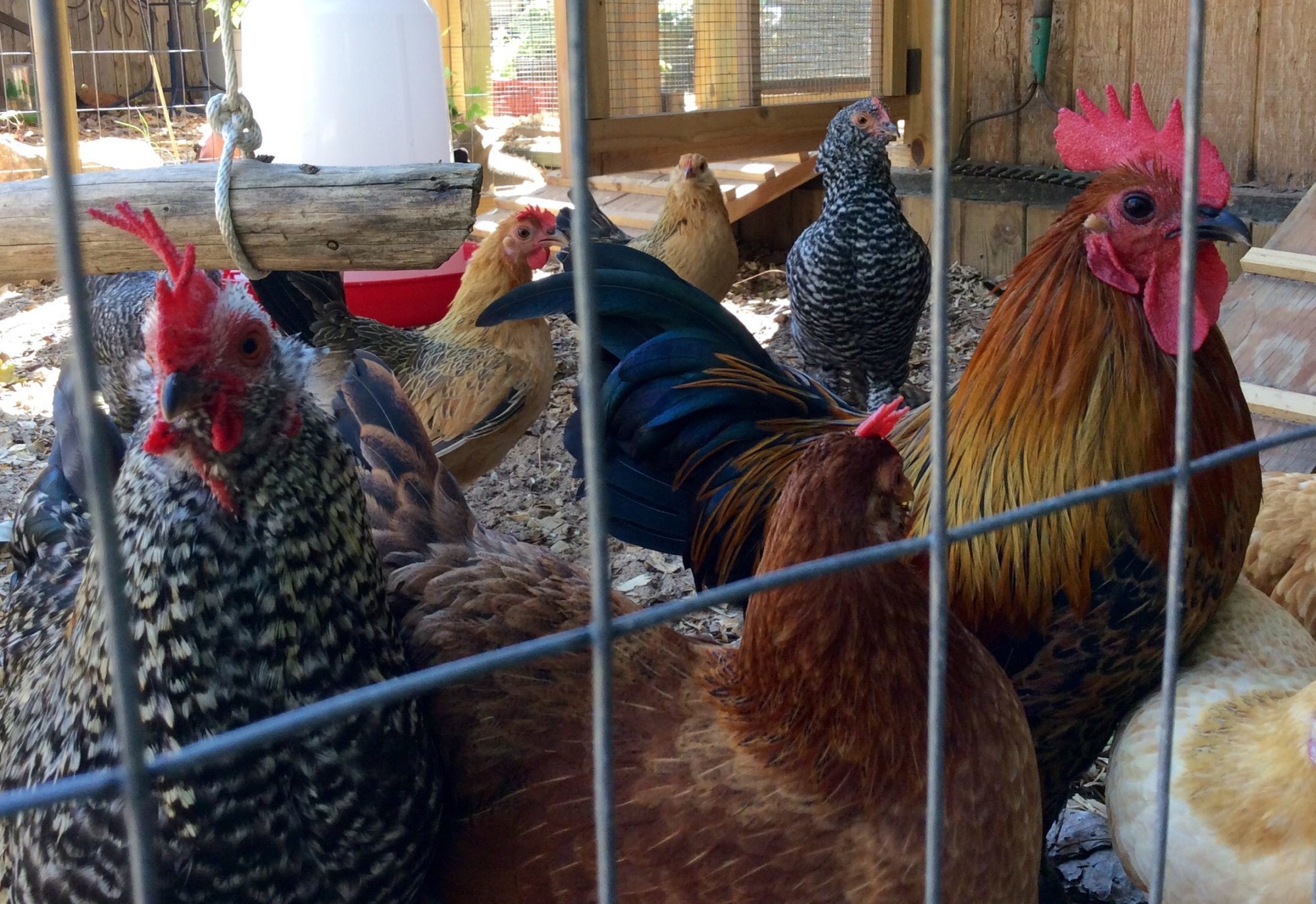 Rudy rules the roost!