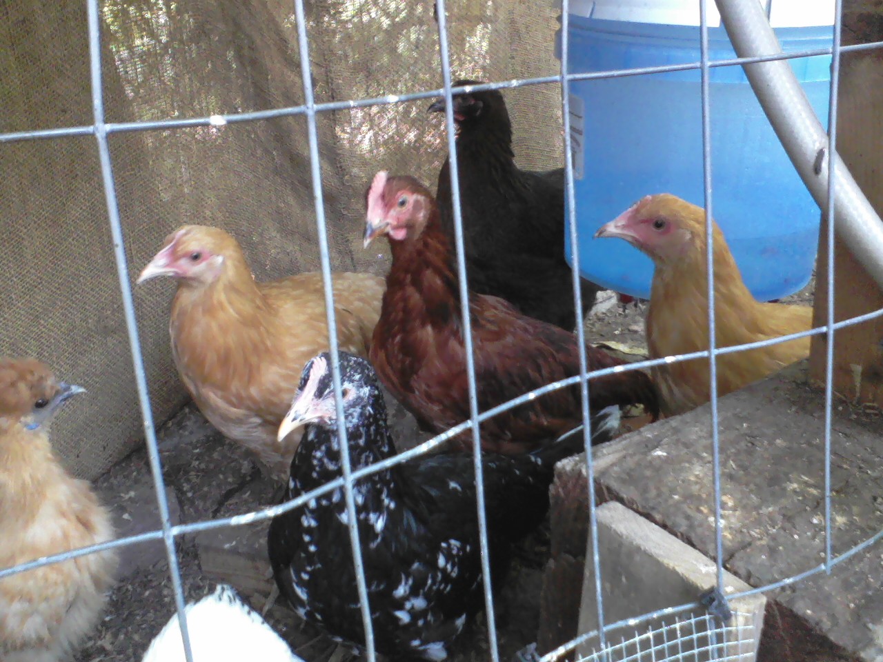 Rudy with his ladies.