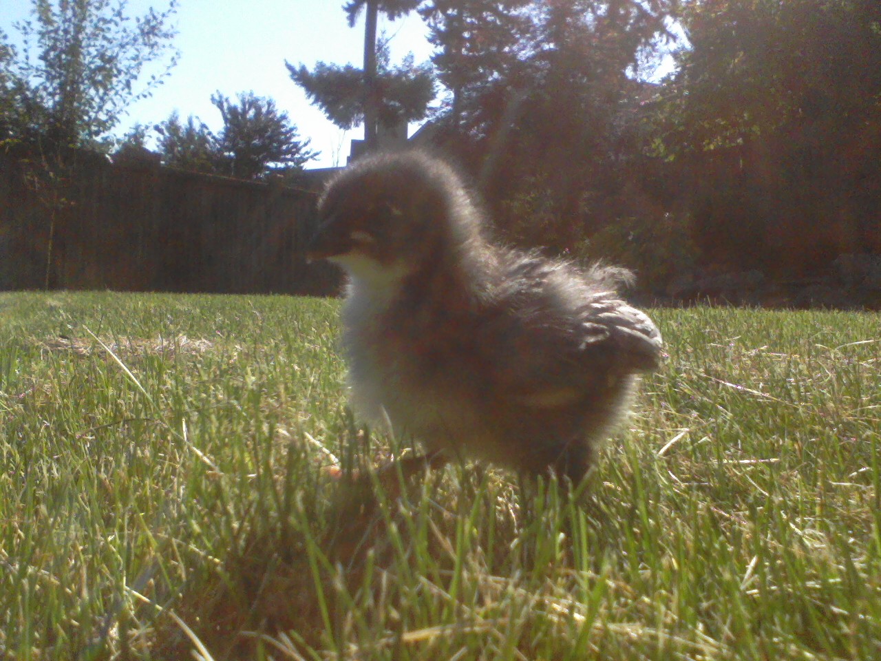 Rue, a Blue Wyandotte.  She's such a gentle one.  Her beak is slightly deformed, but it doesn't bother her or us one bit.