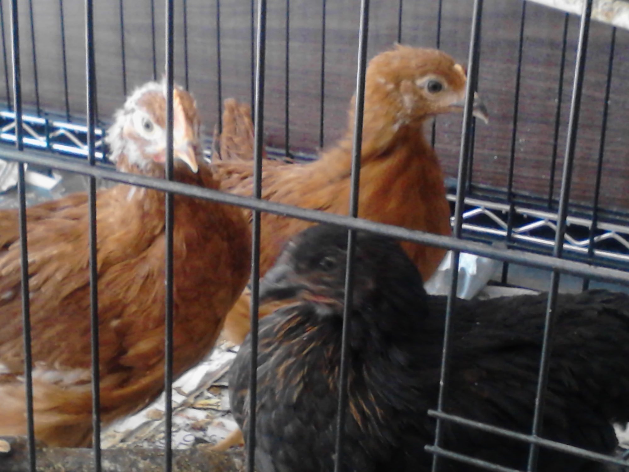 Rue, Red & Bunzie - our 7 week old chicks.  First try at this...Fond memories of my grandmother's chickens.  Now I need all the info I can gather from the rest of you.