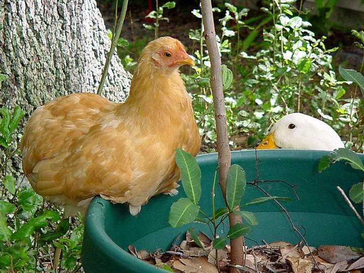 Rufflefluff and one of the neighbor's Pekins.