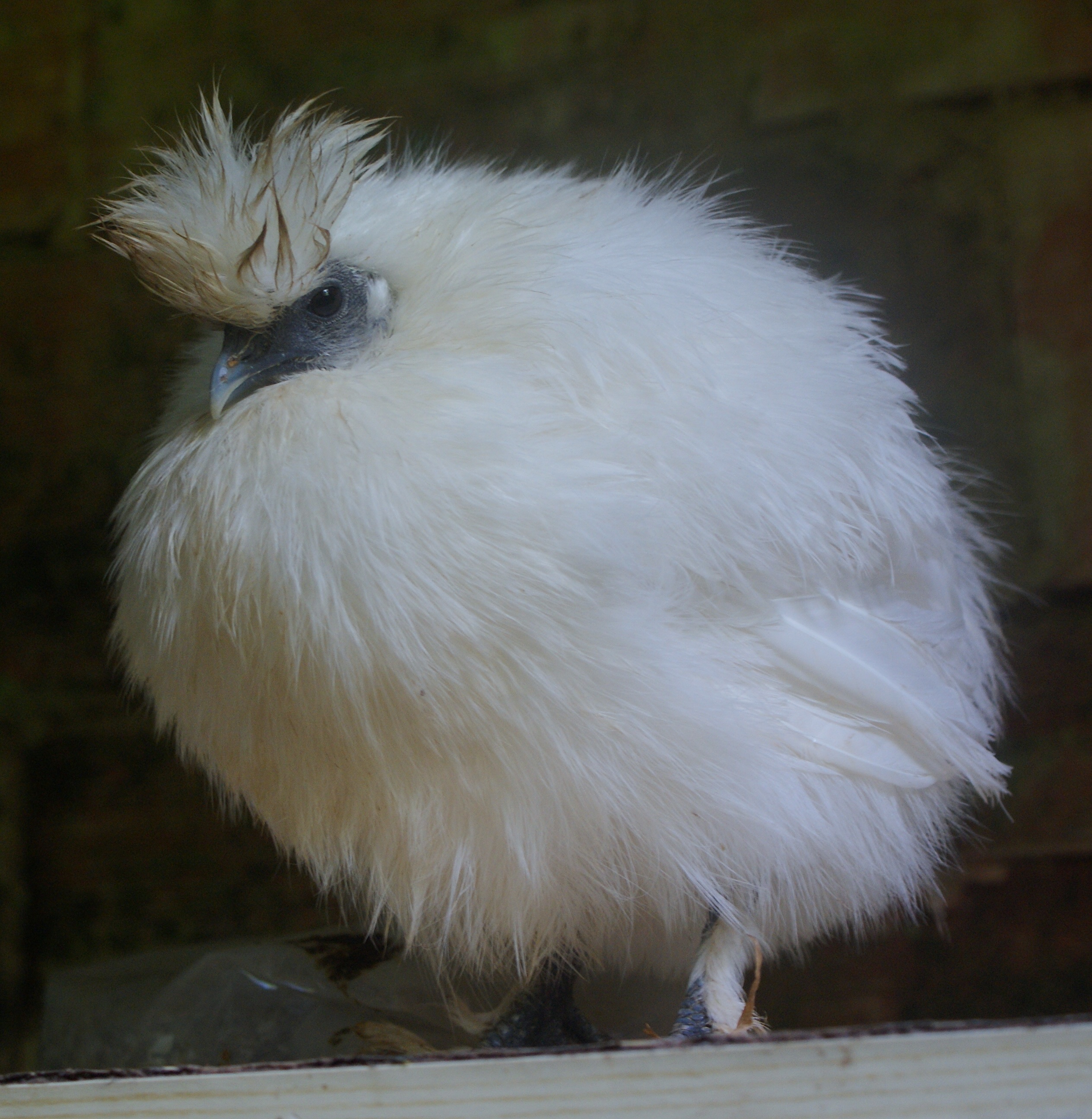 Rufina, my little precious ball of cotton, which is currently suffering from PTSD.