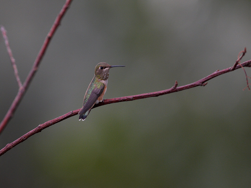 Rufous_hummingbird_X8137410_08-13-2022-001.jpg