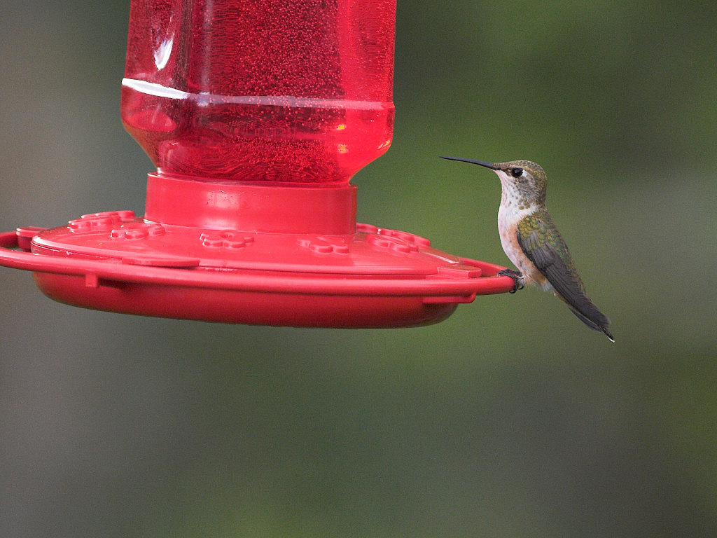 Rufous_hummingbird_X8137423_08-13-2022-001.jpg