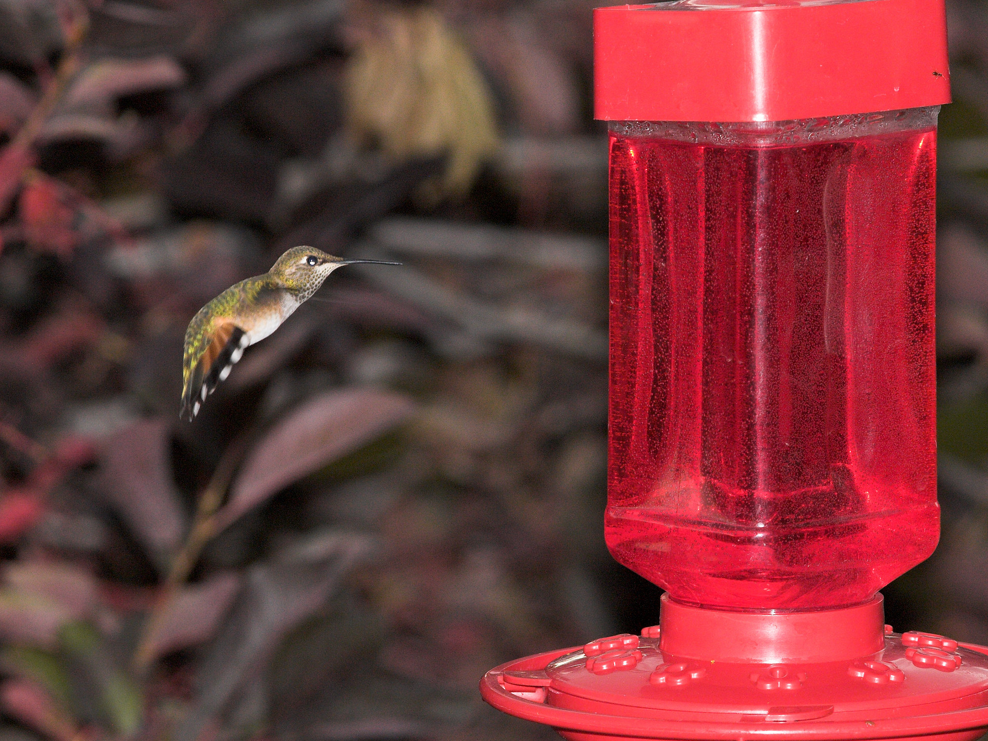 Rufous_hummingbird_X8137432_08-13-2022-001.jpg