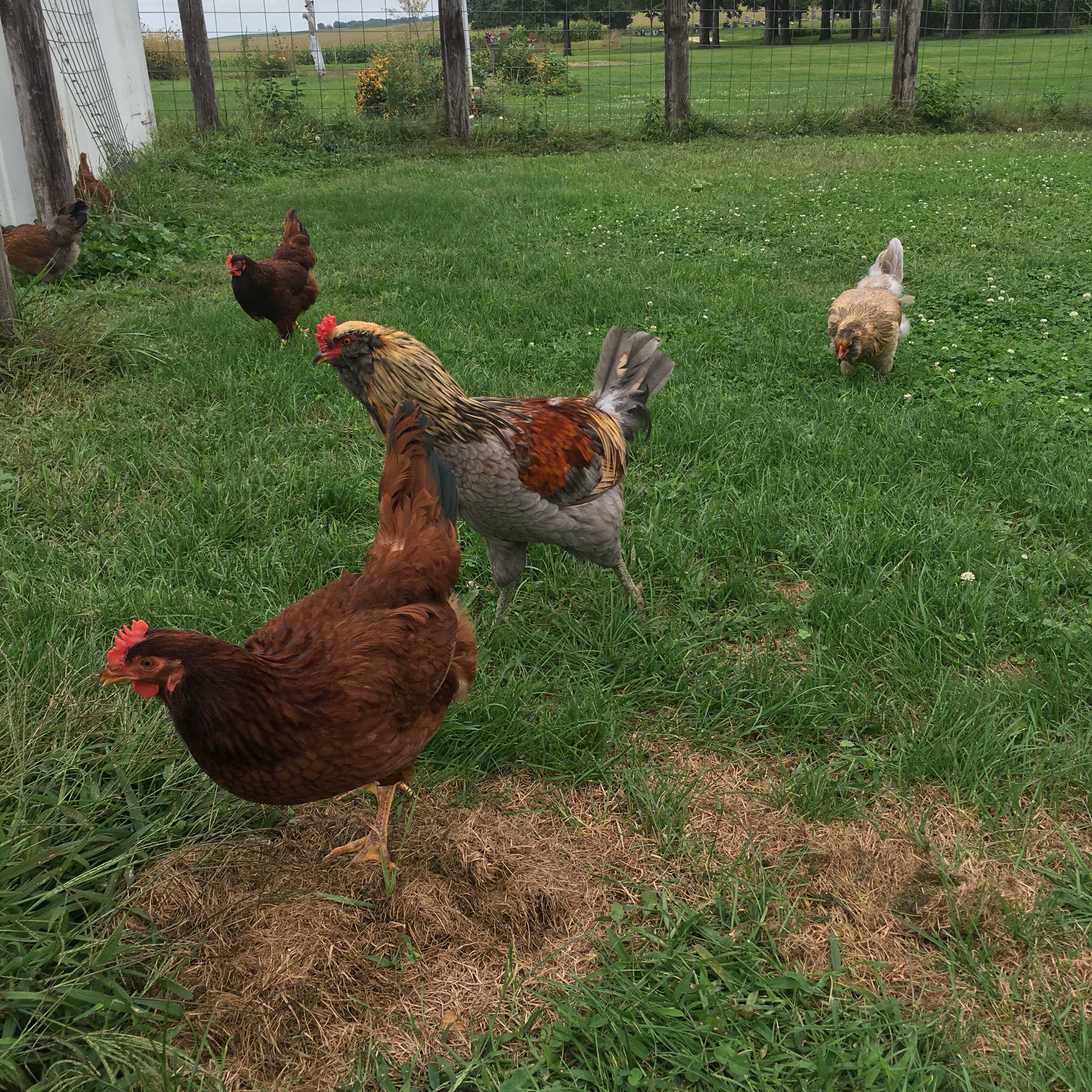 Rufus with some of the ladies