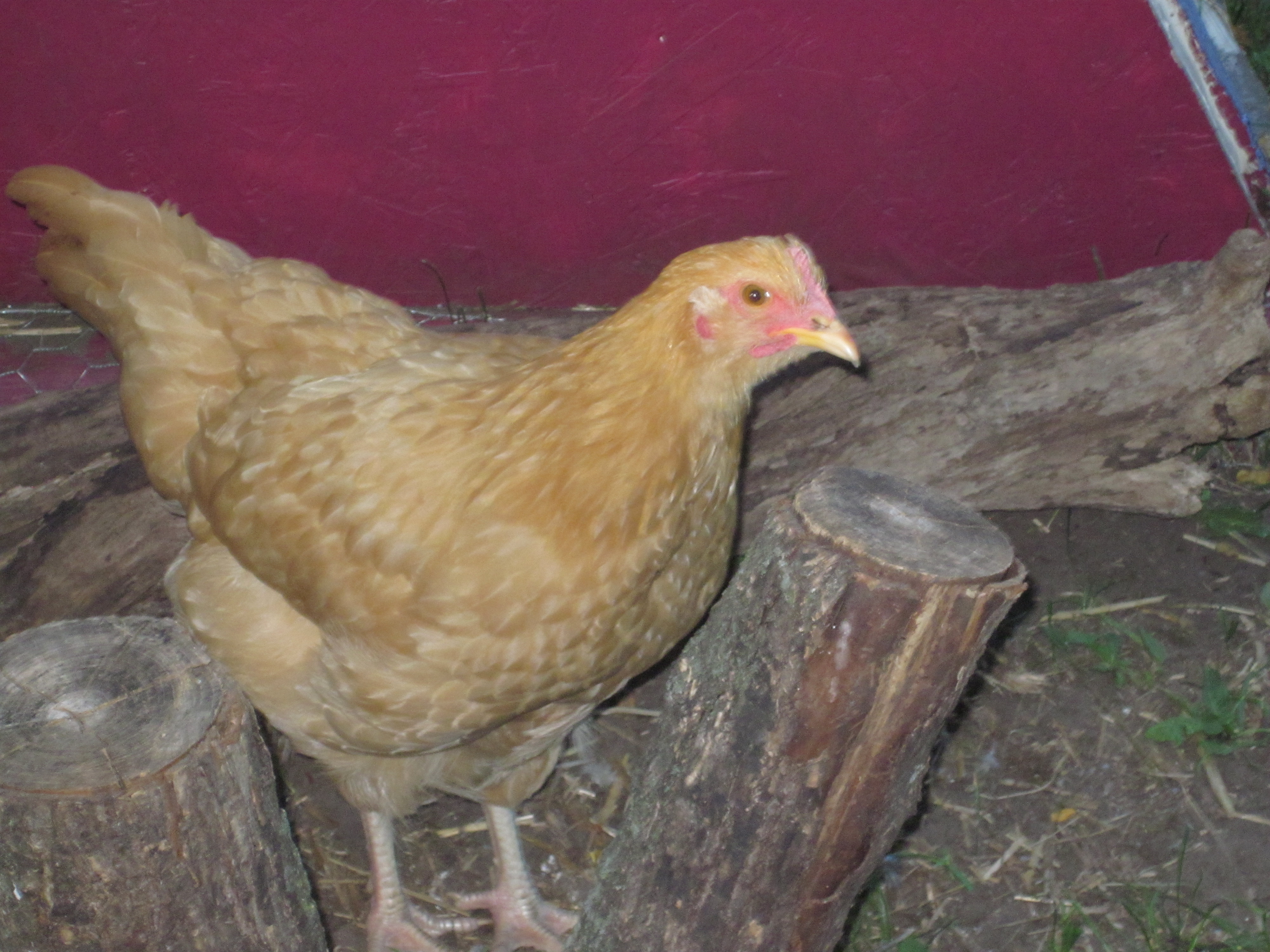 RULER OF THE ROOST  This is Soup, my curious chick.  She is the first to the fence line when she sees me coming out and inspects everything I do.  She will even try to drink water out of the stream when I am filling the 1 gallon waterer.  Hubby calls her my puppy dog.  At 17 weeks she runs things in the coop and keeps the other chickens and rooster in line.  Pretty sure she is a BO and thinking about changing her name to Buffy.