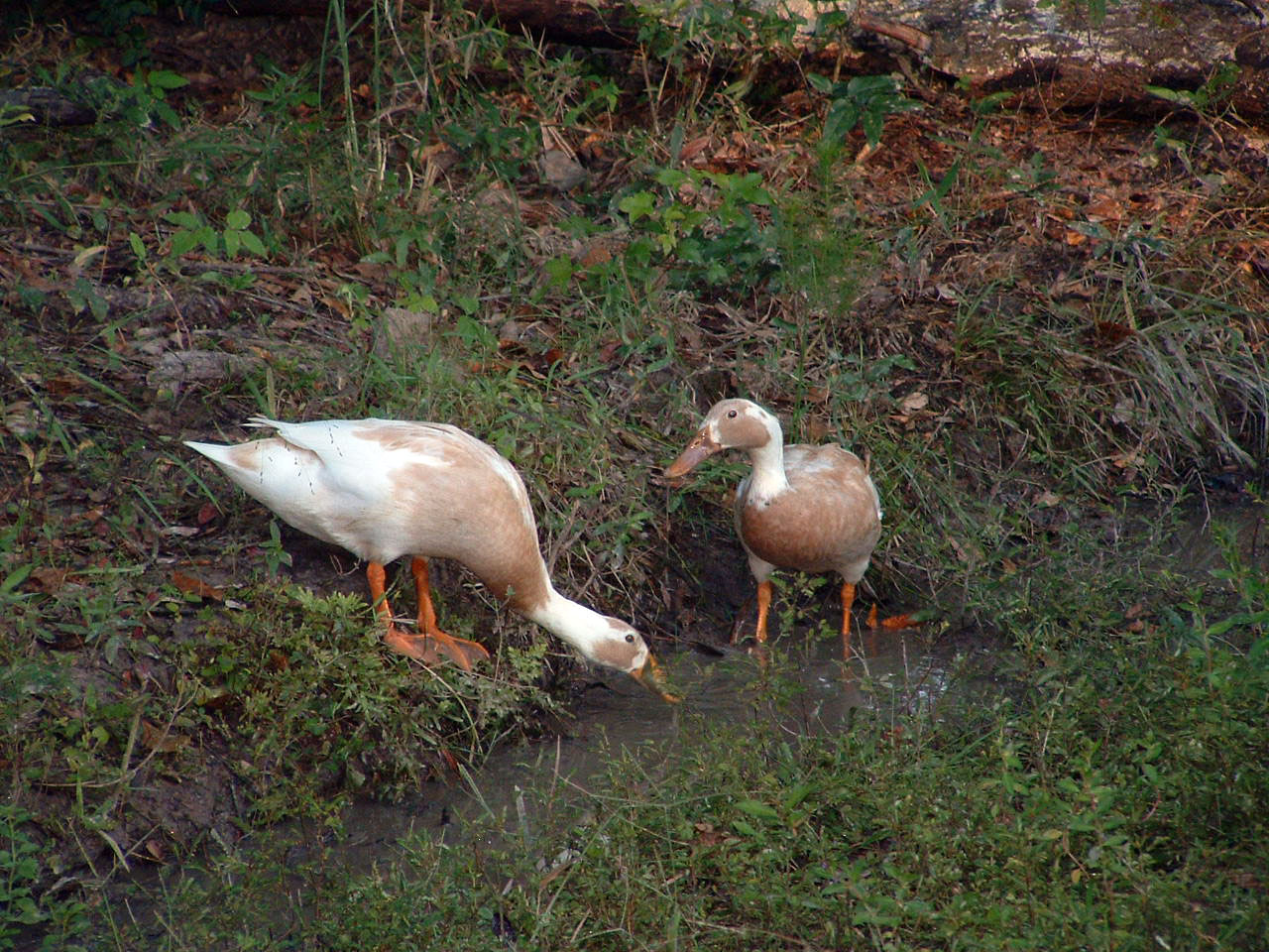 Rummaging in the drainage ditch.
