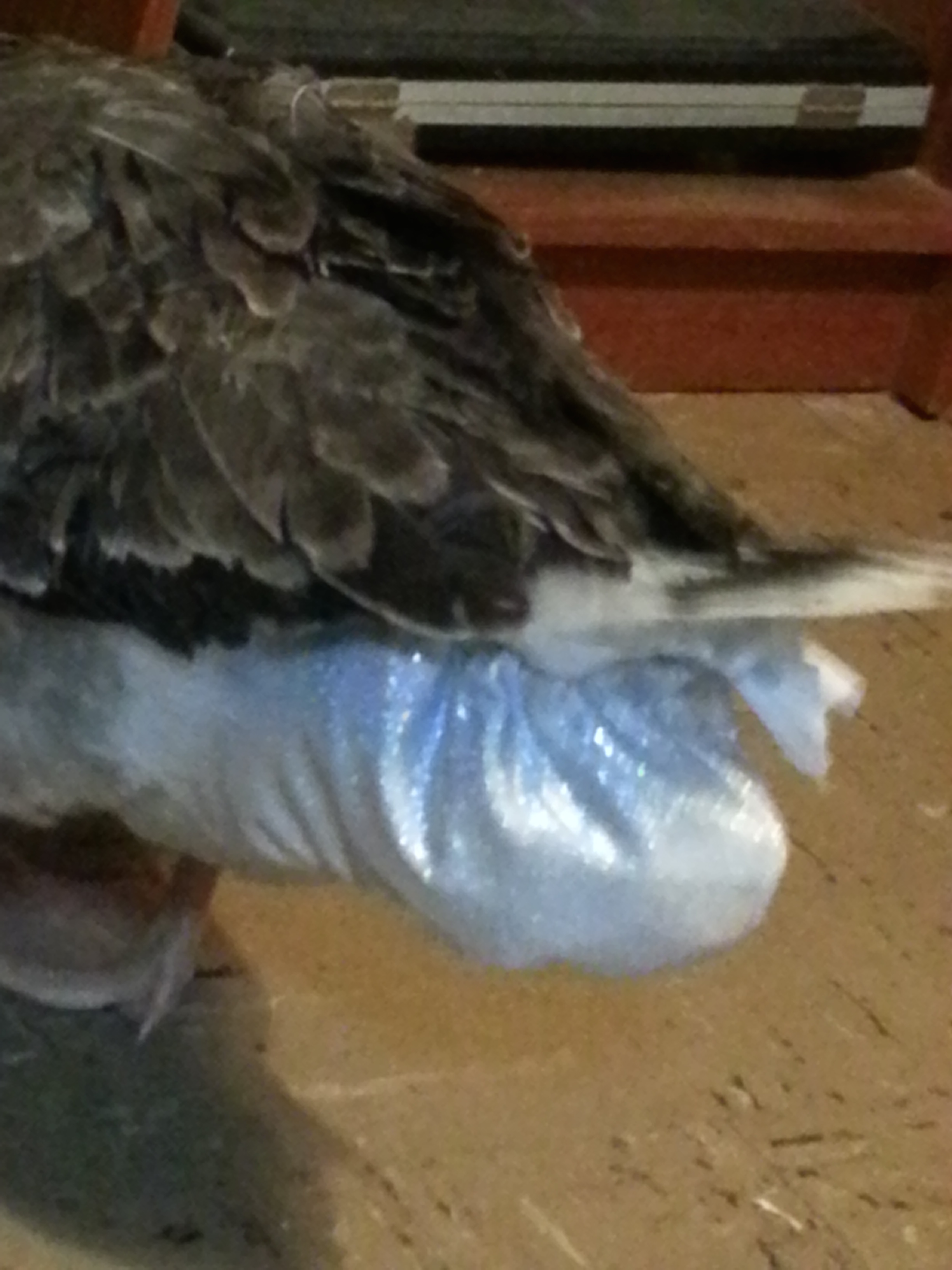 Rump view of her Dazzling Diaper made my PartyFowl.