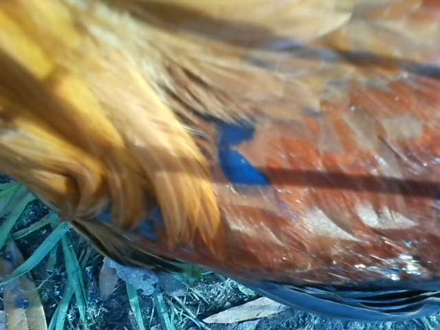 Rumpless Feathers