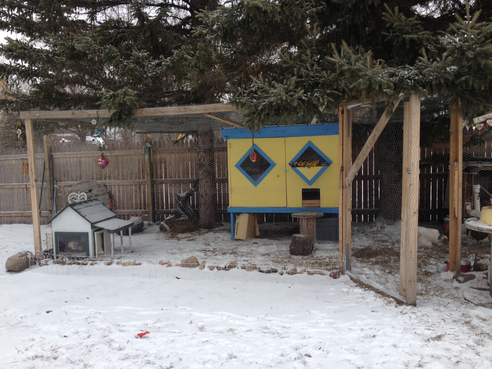 Run built around the coop is 12x24.   The coop is 6x4 and 6 chickens live here.  The small house in the corner is for my two juvenile chickens.