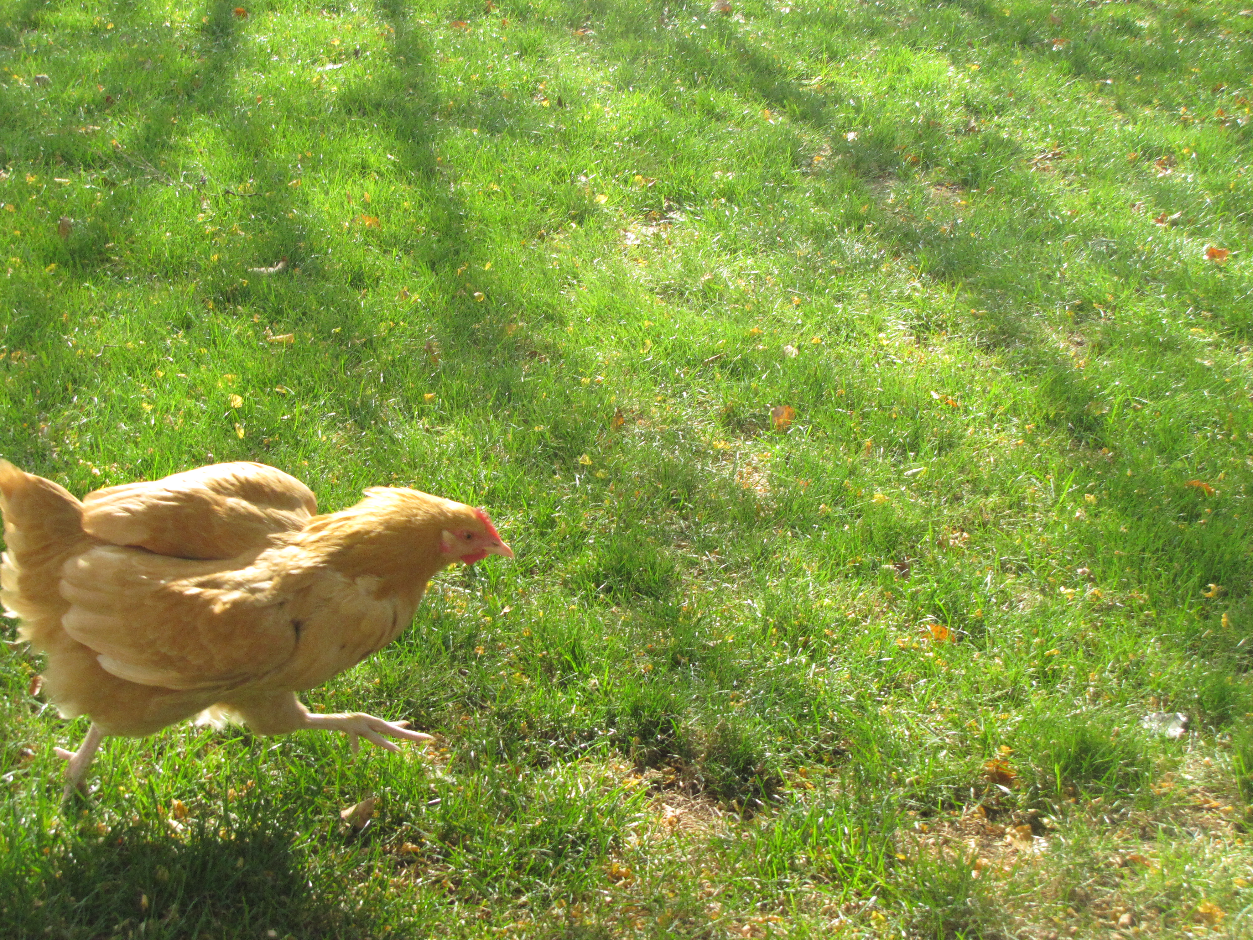 Run, run, run  as fast as you can! You can't catch me, I'm a chicken.