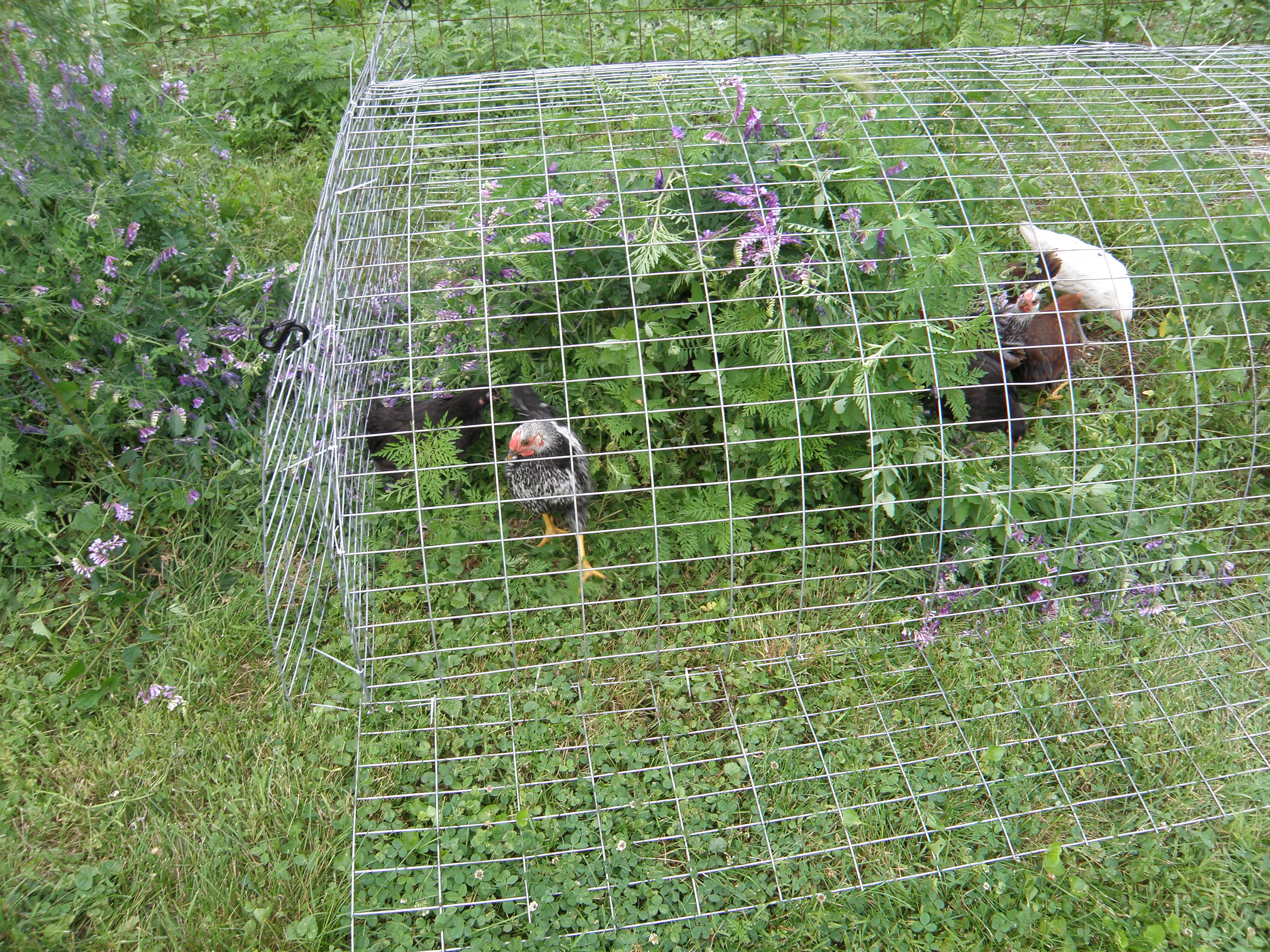 Run section showing 14" side predator guard