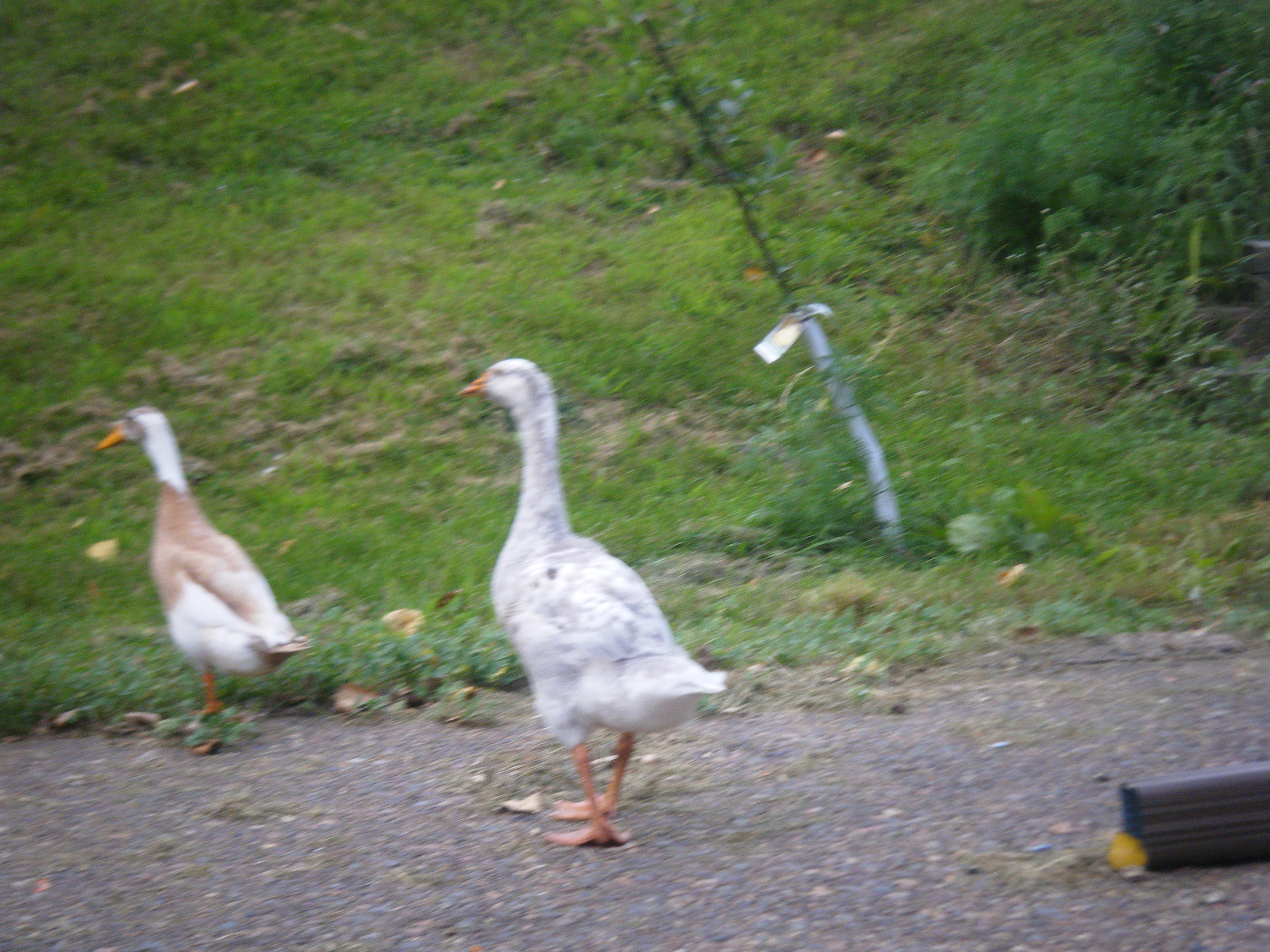 Runner Duck and a goose.