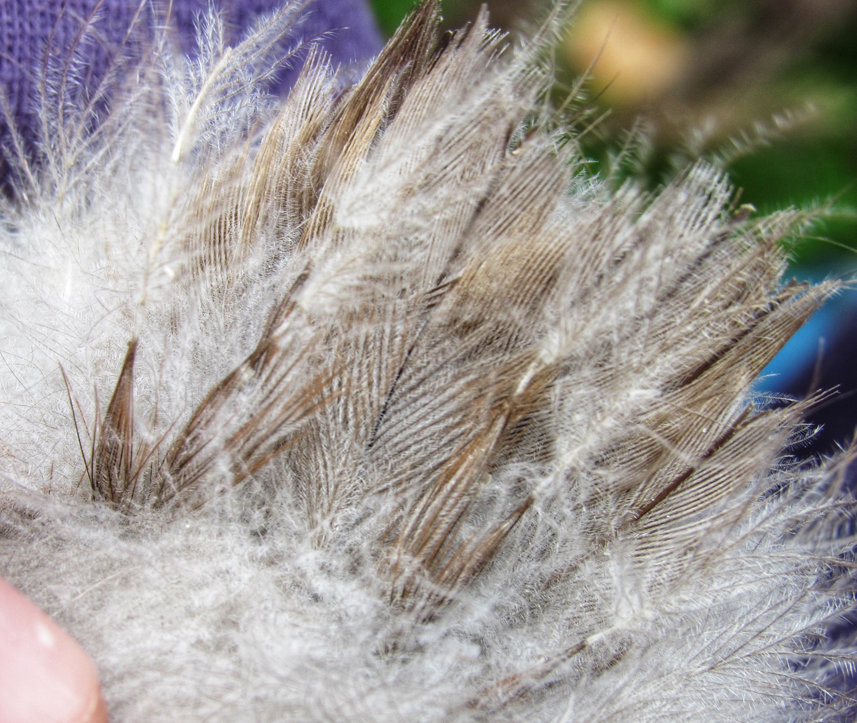 Runner Duckling Feathering In