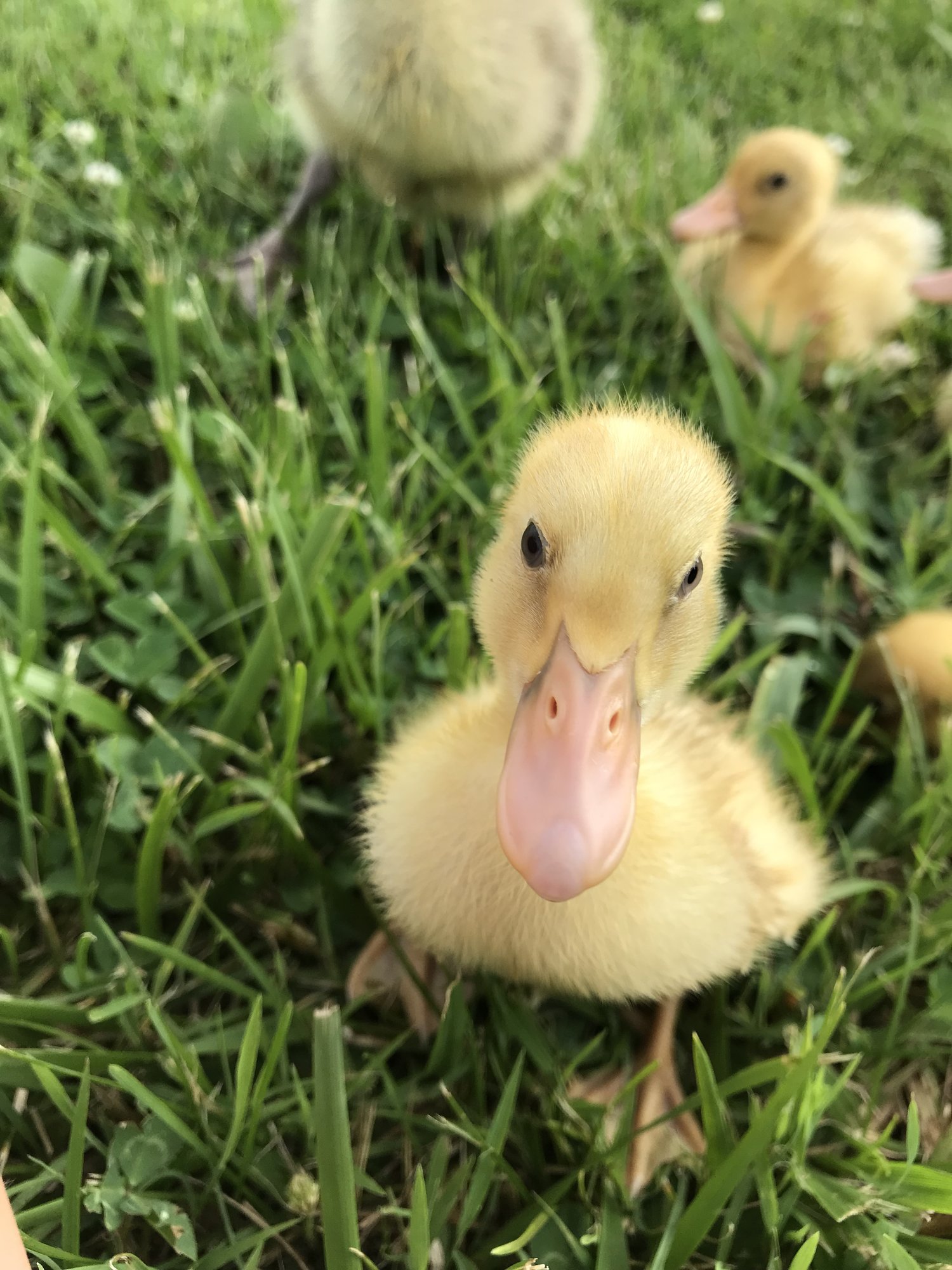 Runner duckling
