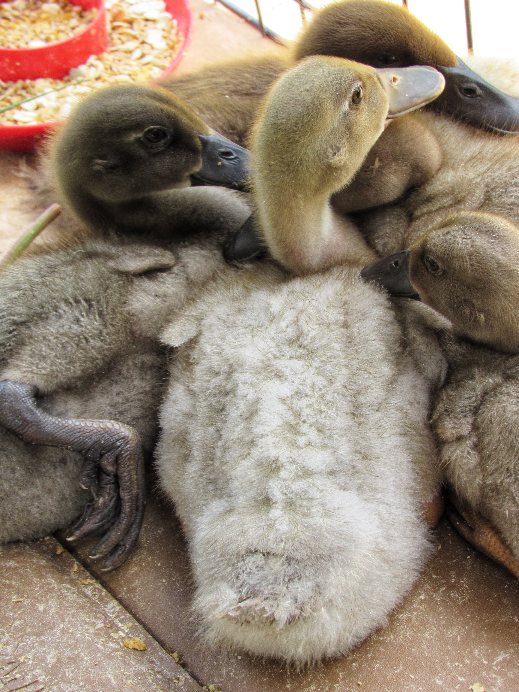 Runner Ducklings