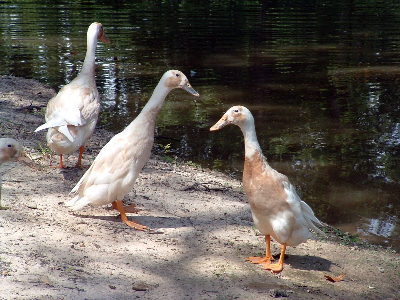 Runner ducks posing.