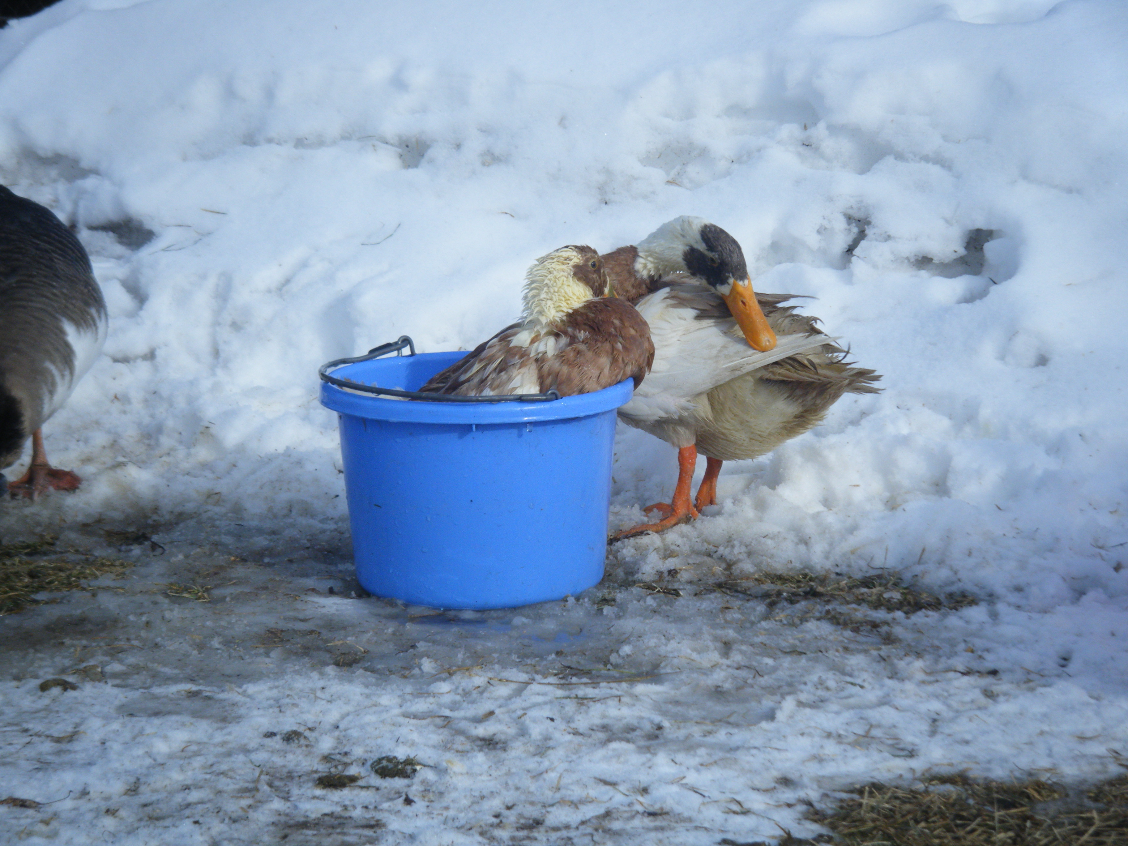Runner Ducks (Quackers and Milk)