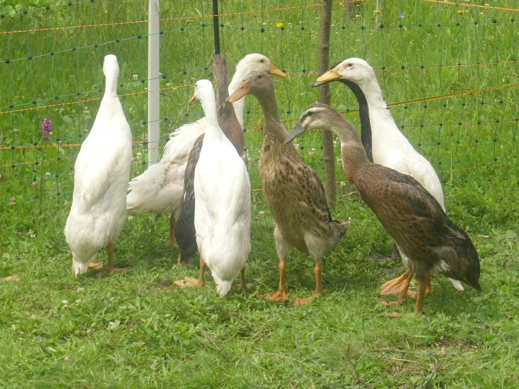 runner ducks