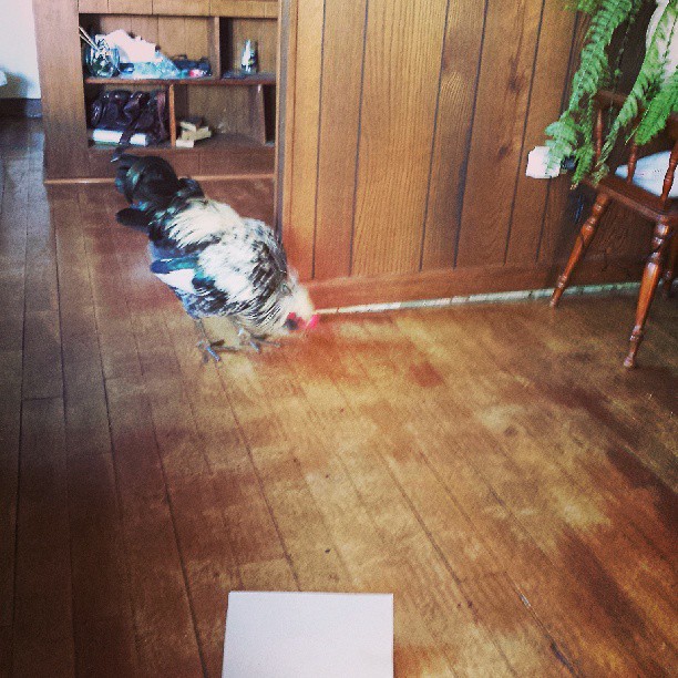 running around the house because he knows better