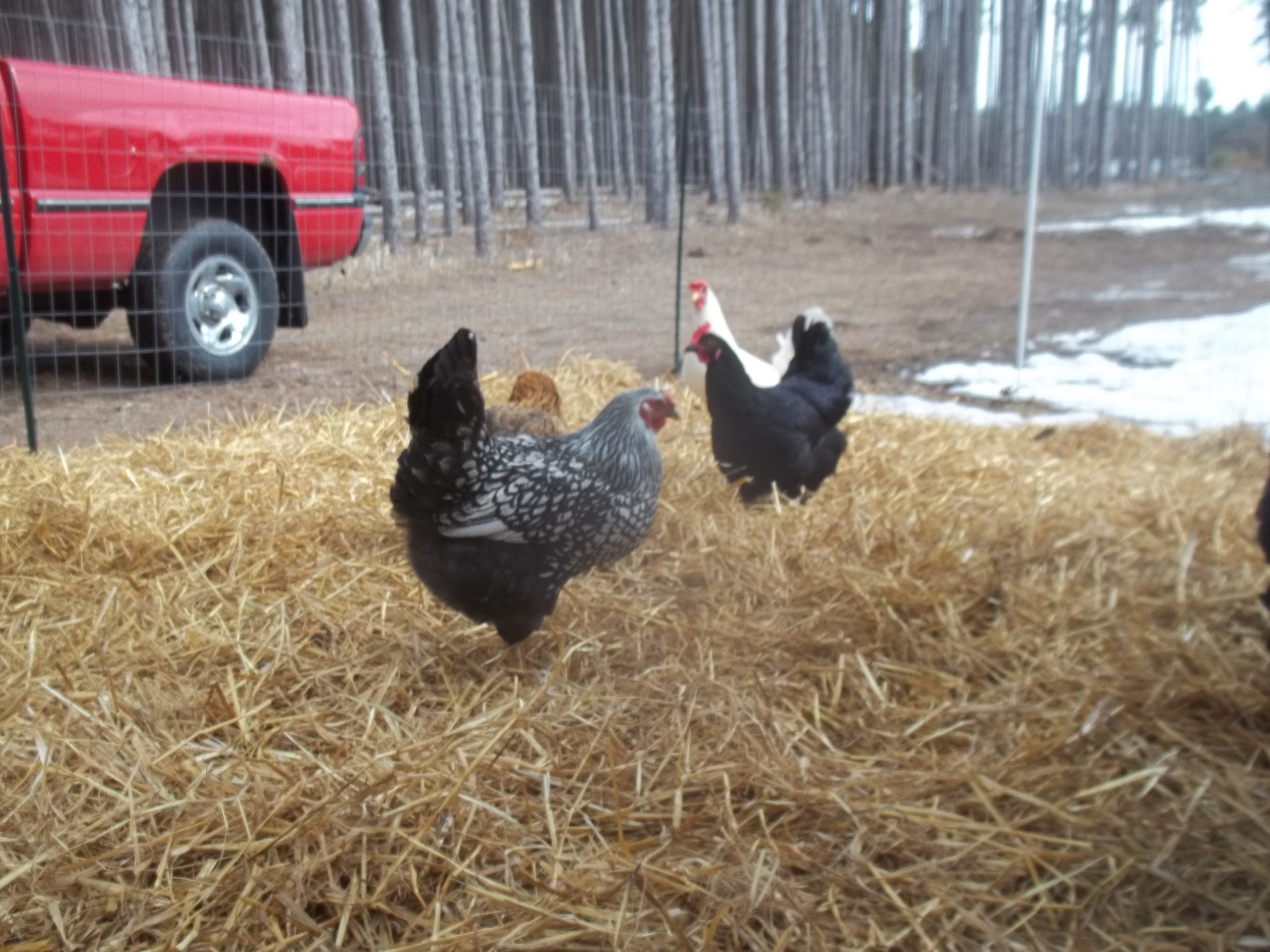 running around with our other 4. they seem to be happy