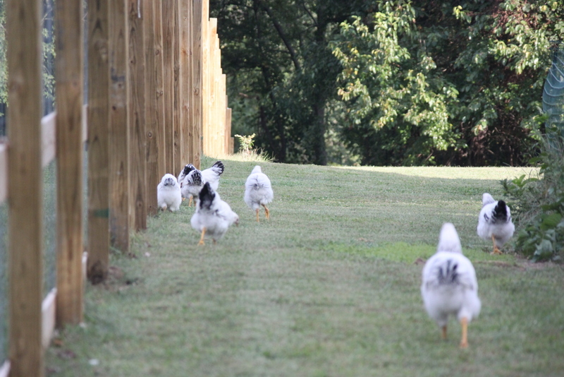 Running the new fence line.
