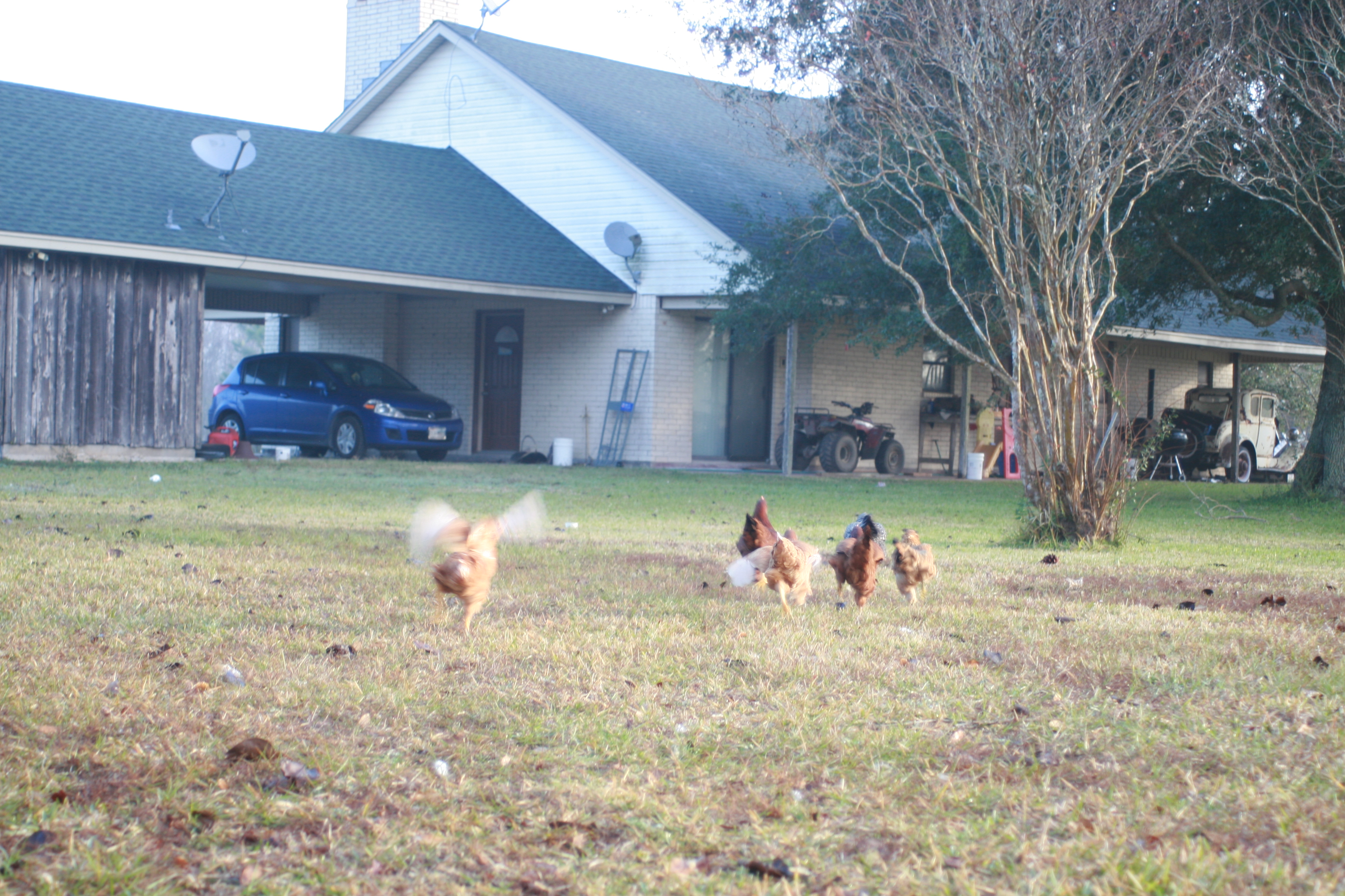 Running to the porch