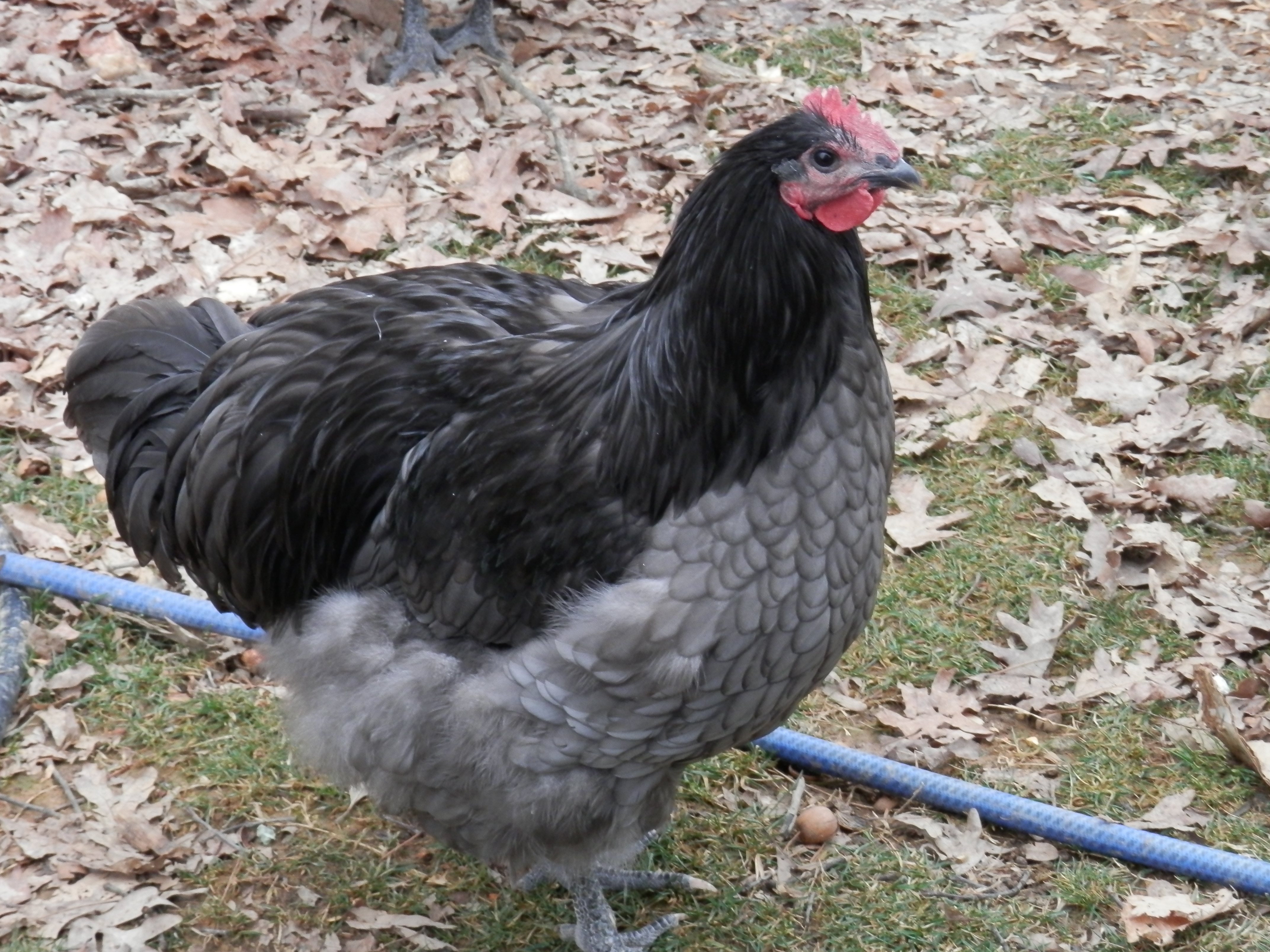 Runt at 5 1/2 months