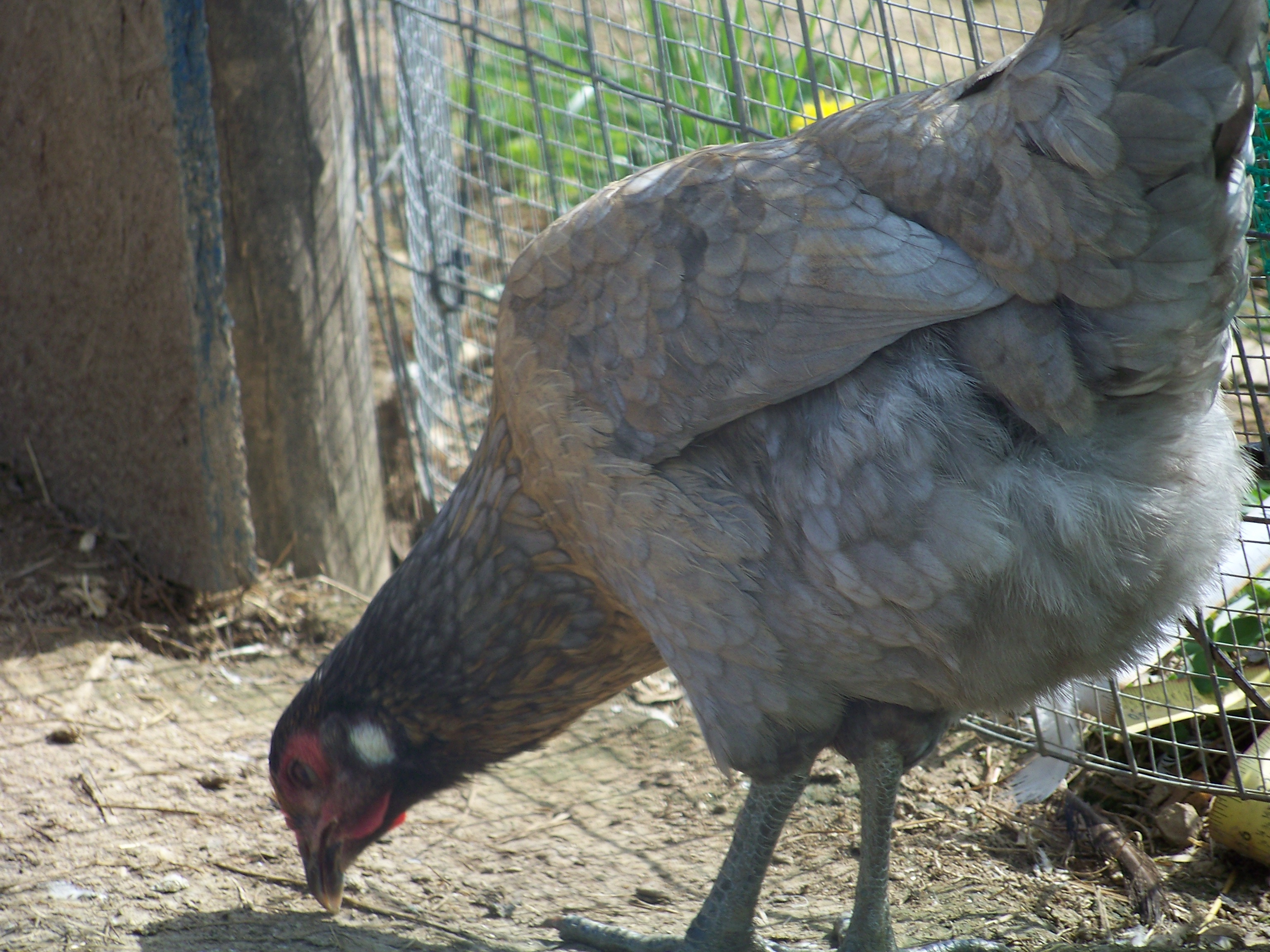 Rupie (EE mutt pullet). "I'm watching you..."