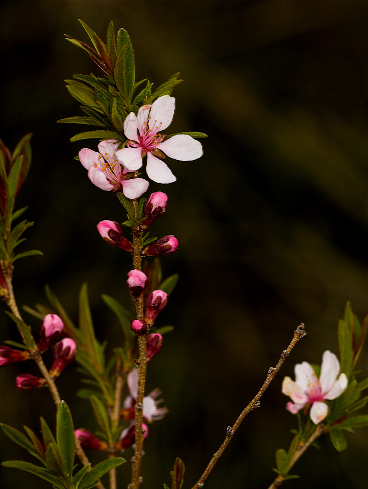 Russian Almond blossoms