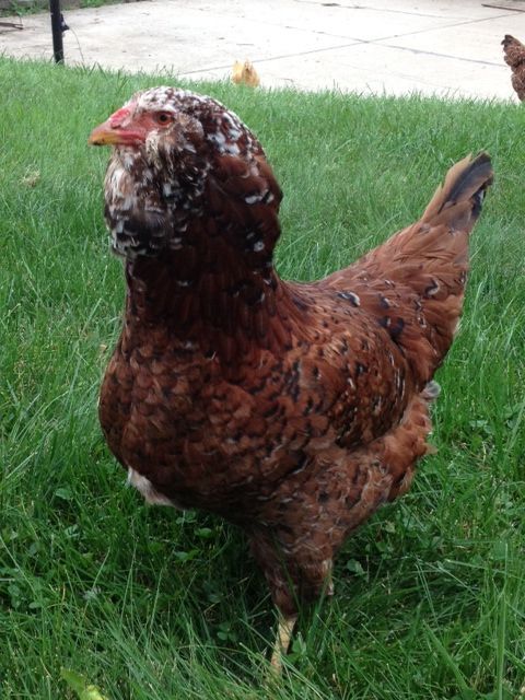 Russian Orloff hen